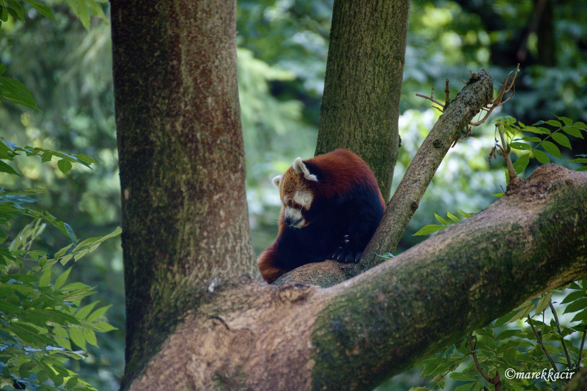 Red panda