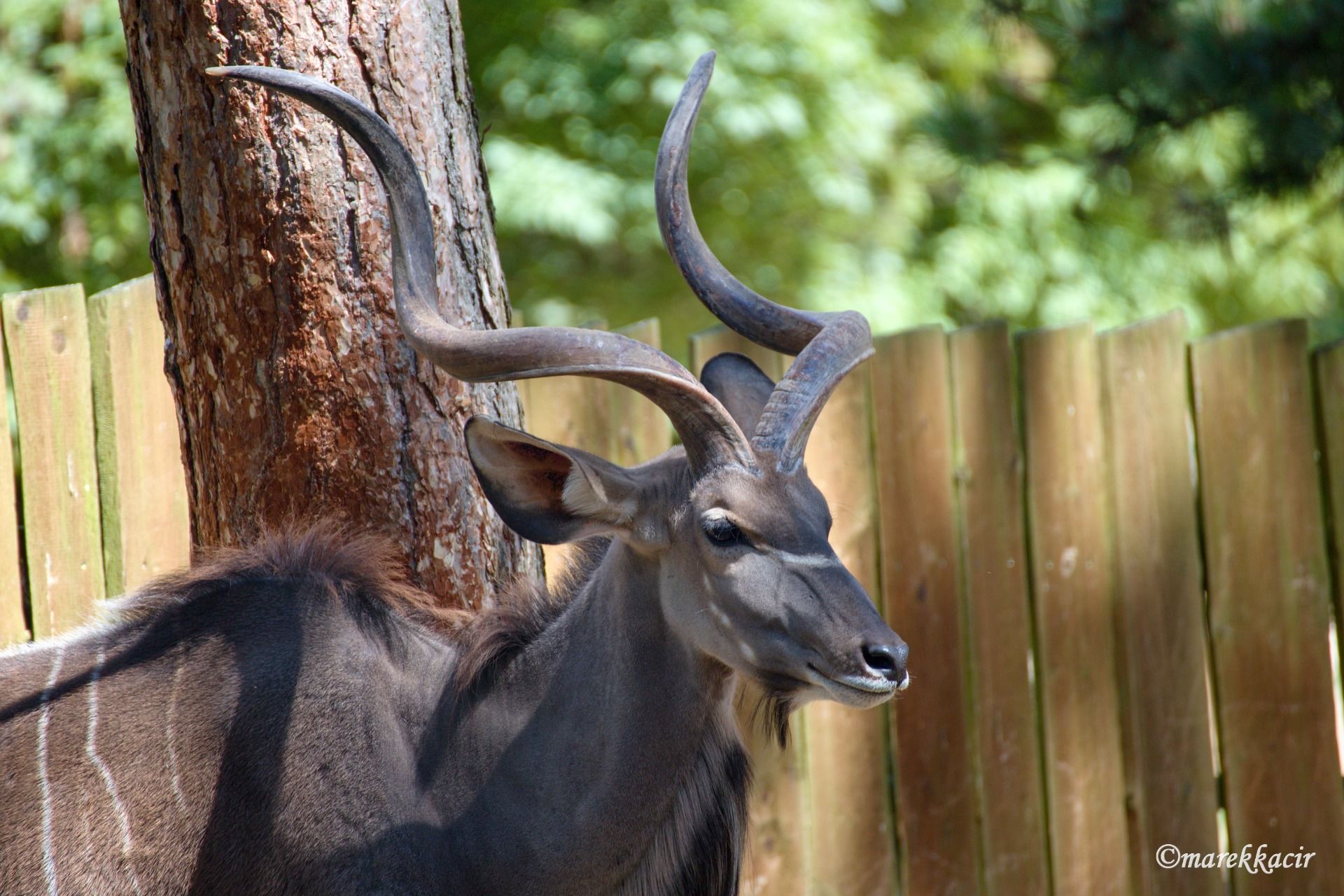 Greater kudu