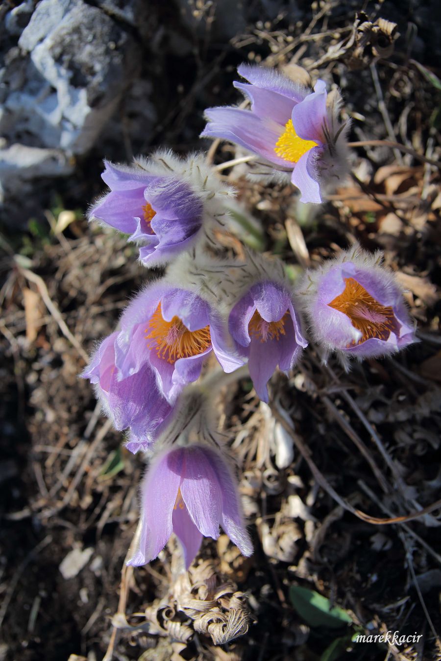 Pulsatilla