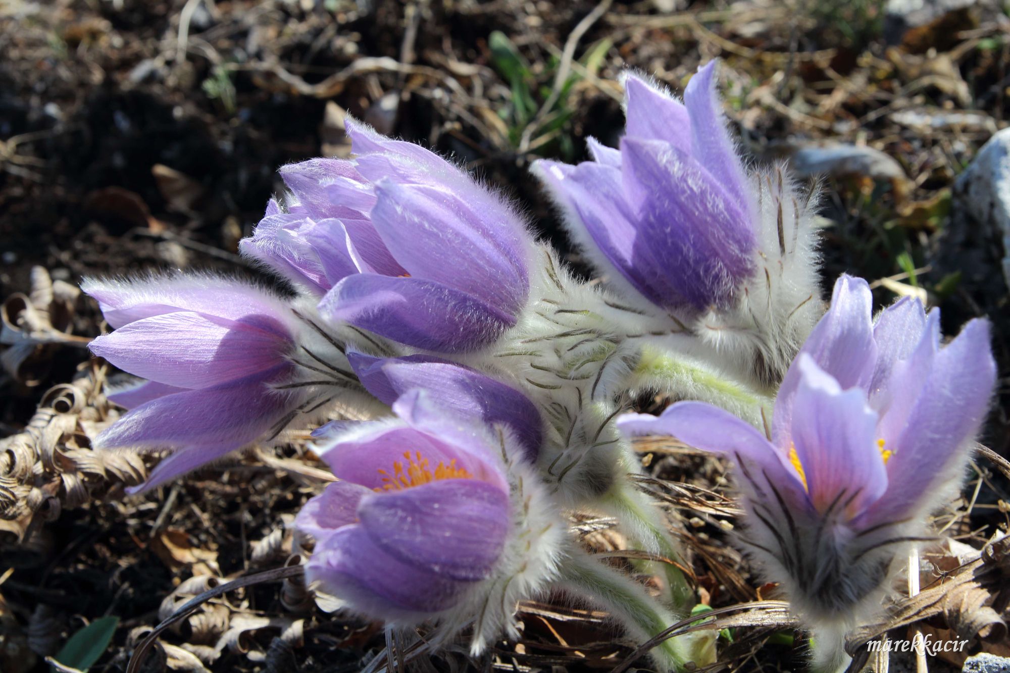 Pulsatilla