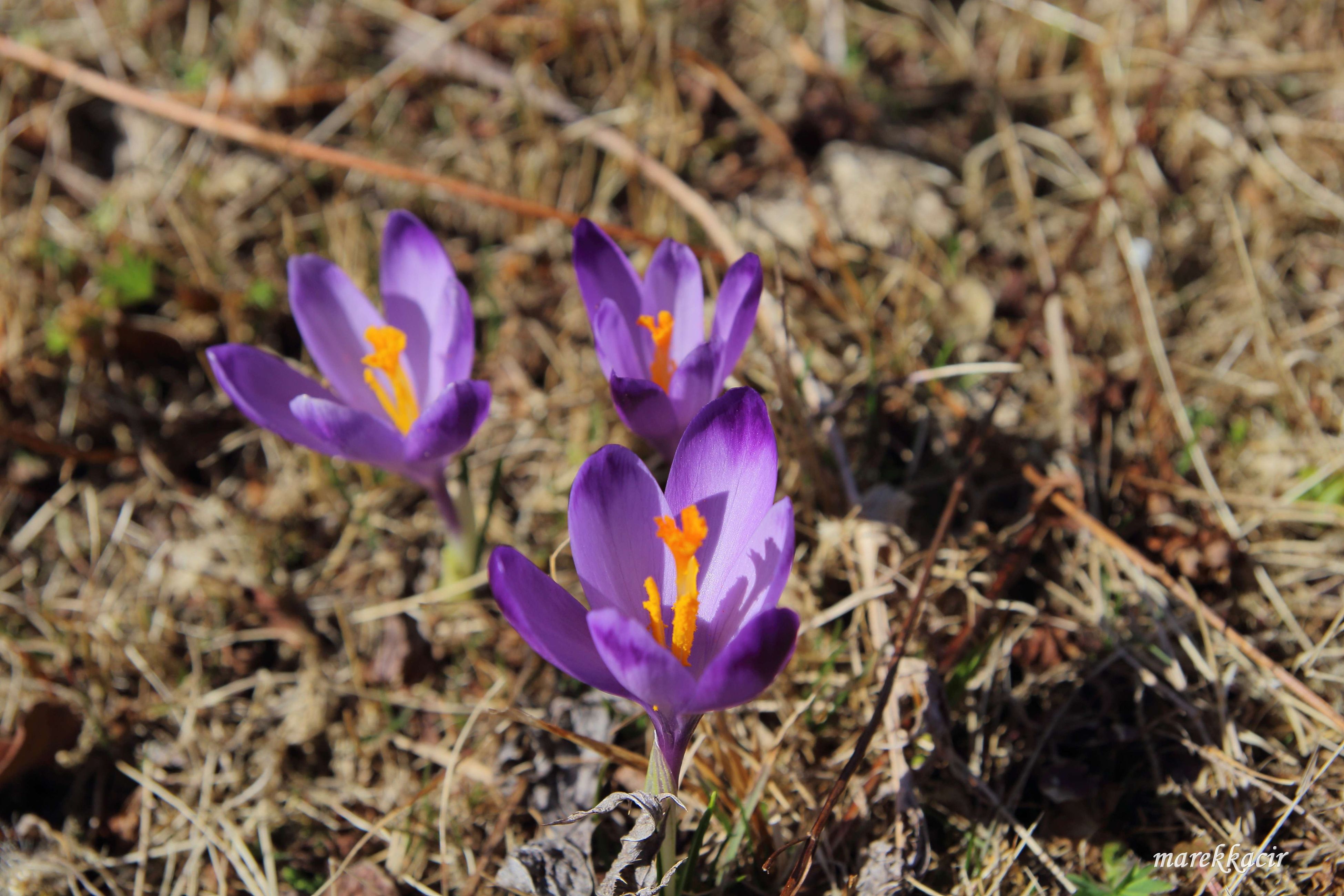 Saffron