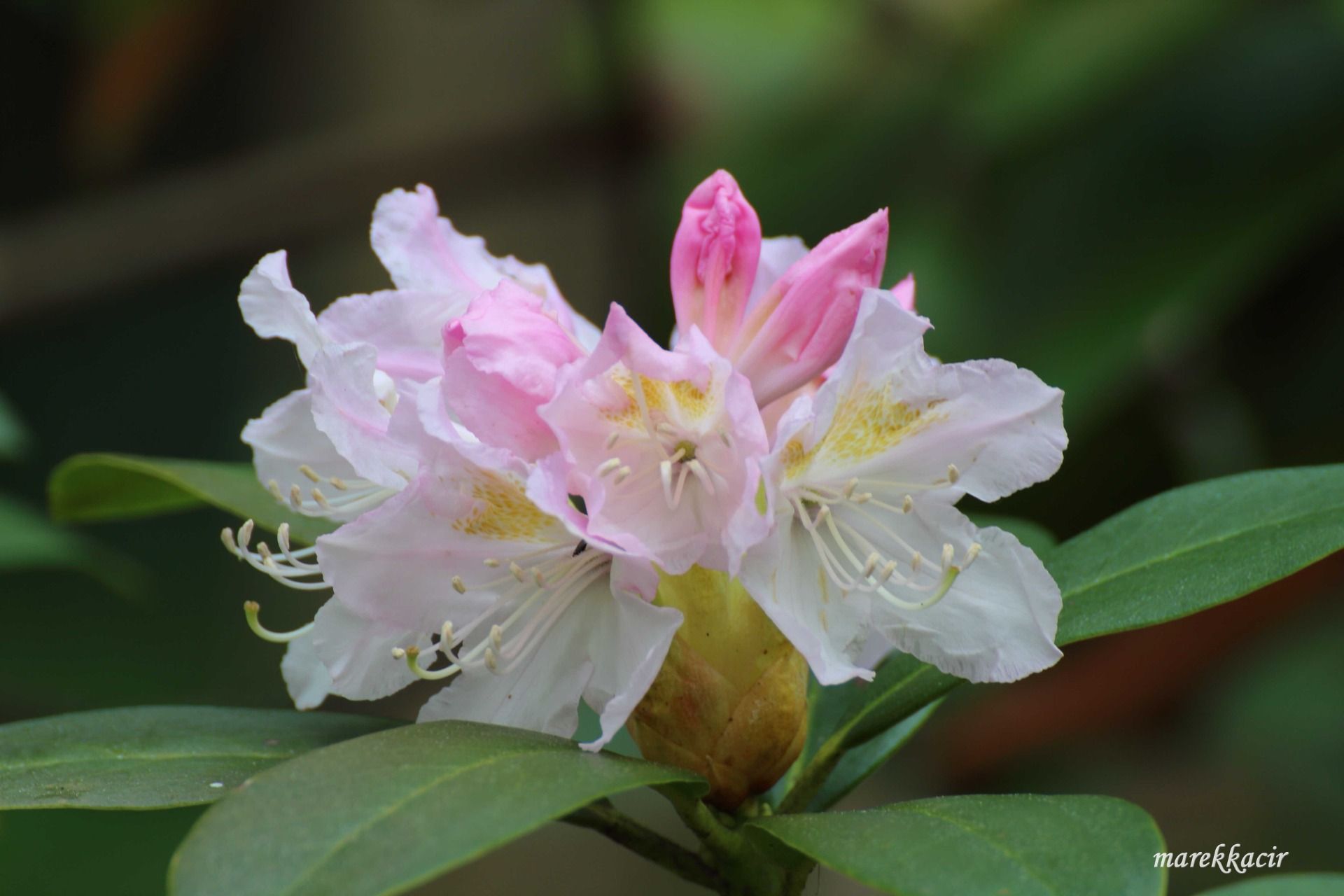 Botanic Garden