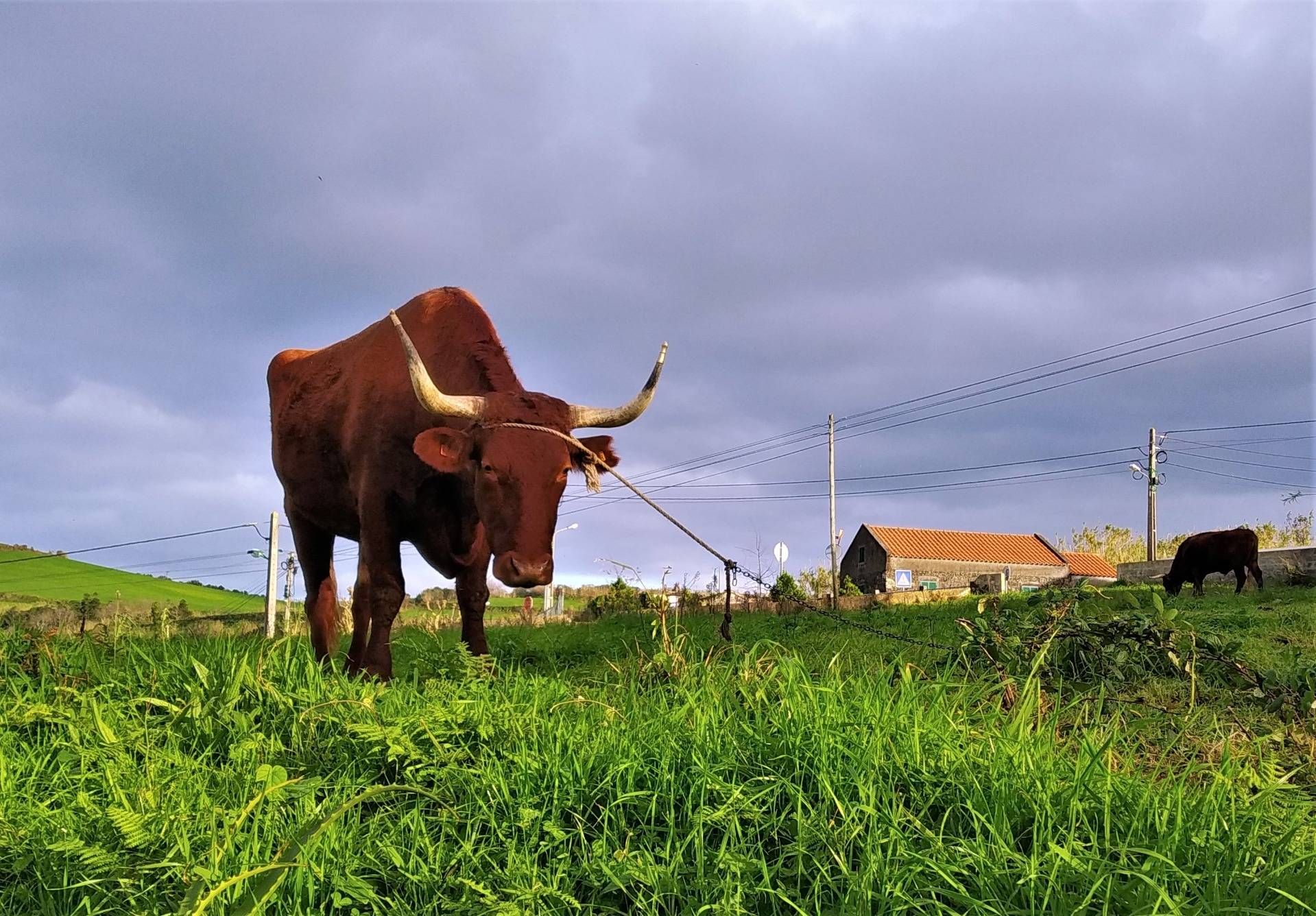 Beauties of Azores: magnificent bovine kingdom of Sao Miguel