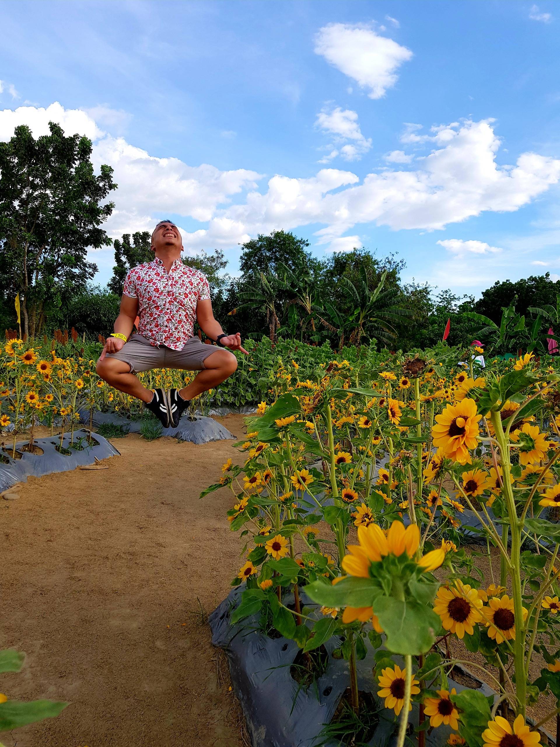 Have you been to the Sunflower Maze in Tayug Pangasinan?