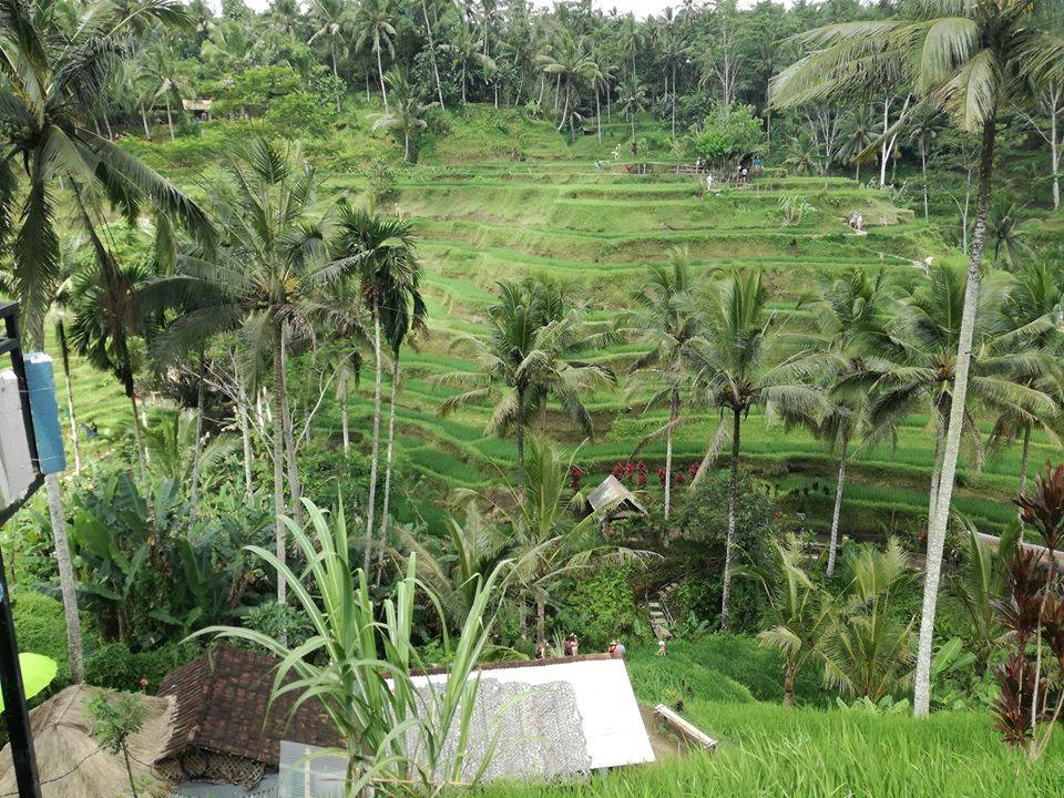 Rice Field in Ubud