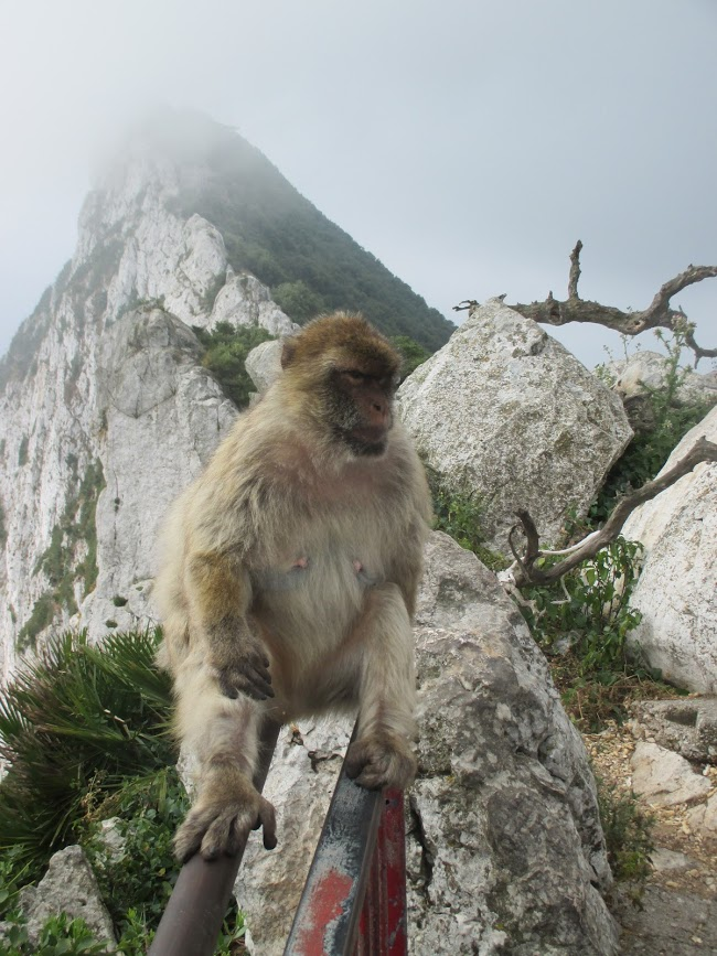 Monkeying Around At The Rock Of Gibraltar