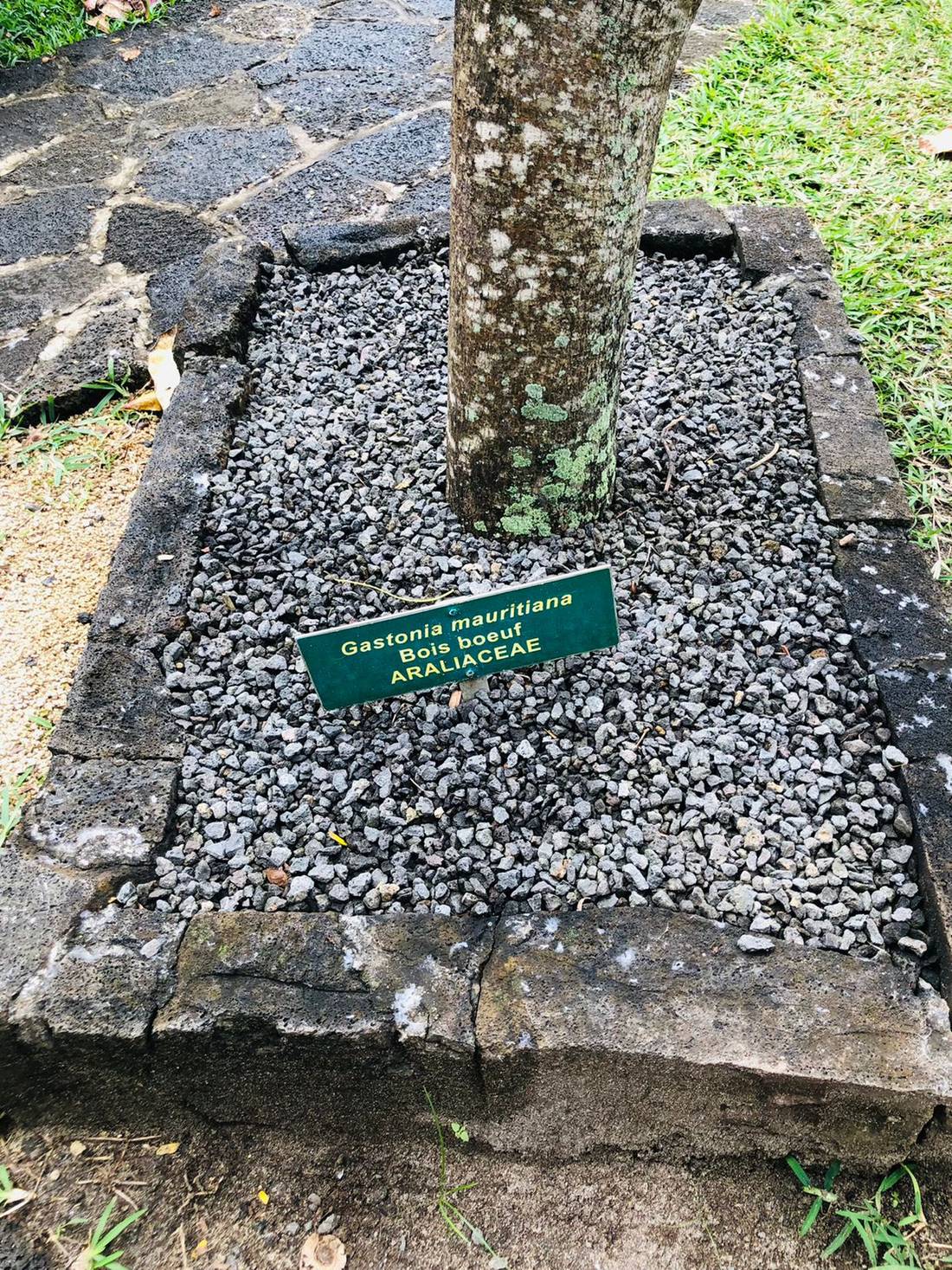 Bois Boeuf - a tree endemic to the island of Mauritius.