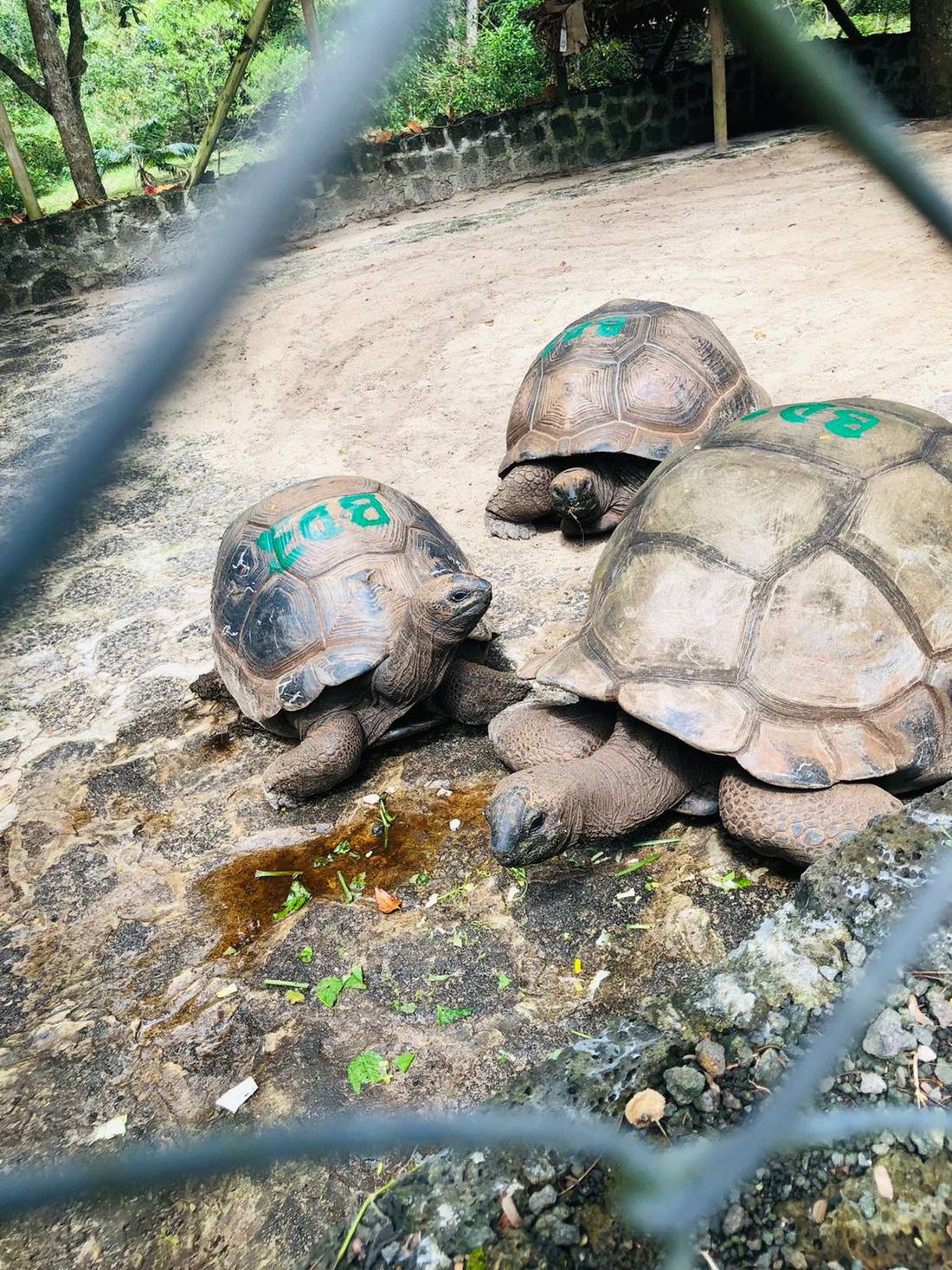Yup, you can get to see some tortoises too!