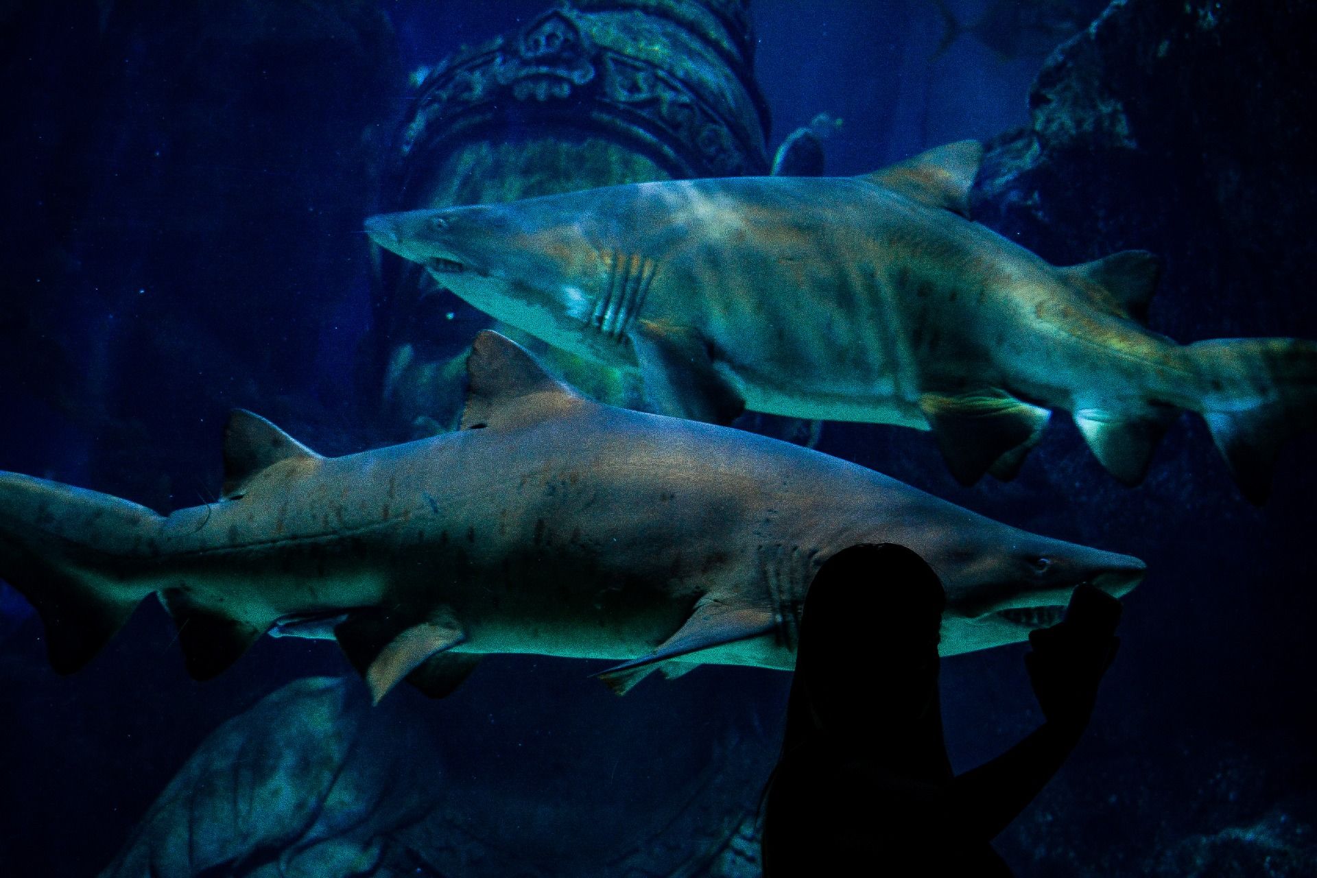Fascinating Ocean World || One day at Siam Paragon Sea Life