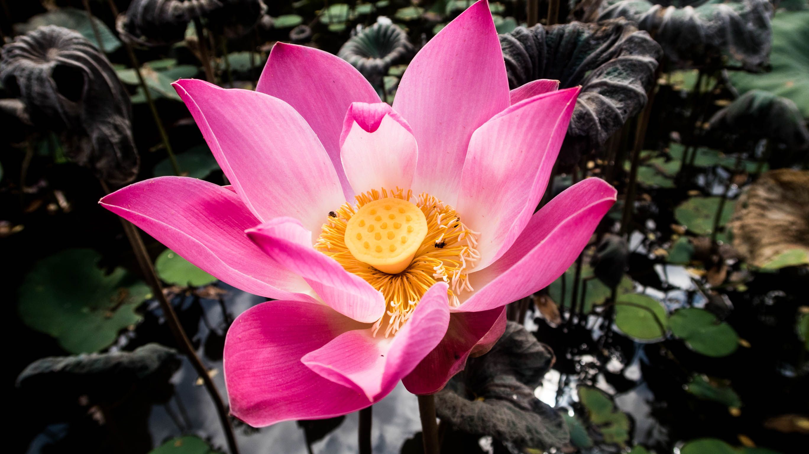 Ubud Morning Stroll: Bu Oka's House and Sarawasti Temple