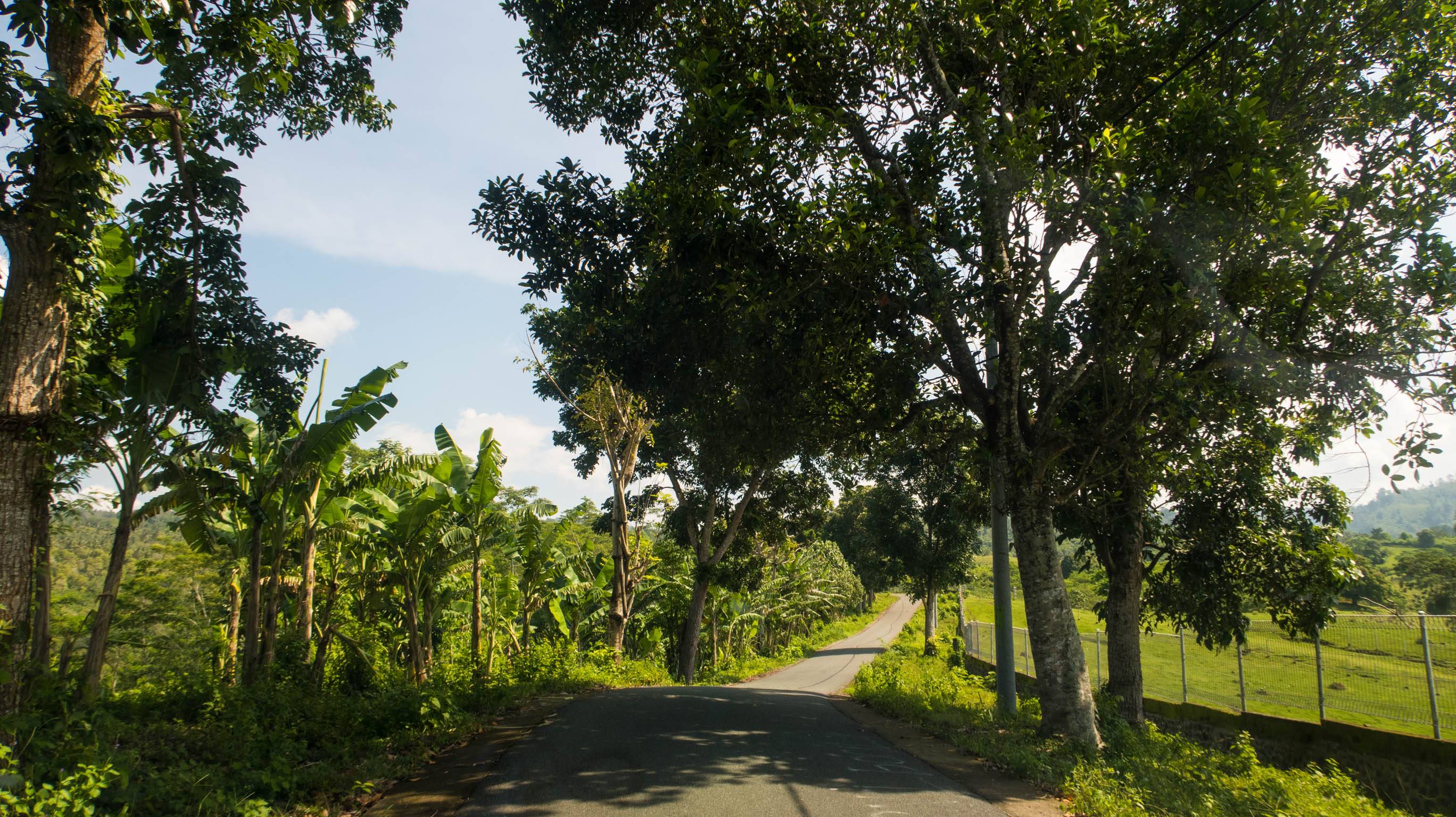 The road was narrow with banana trees farm and grass field on each side.