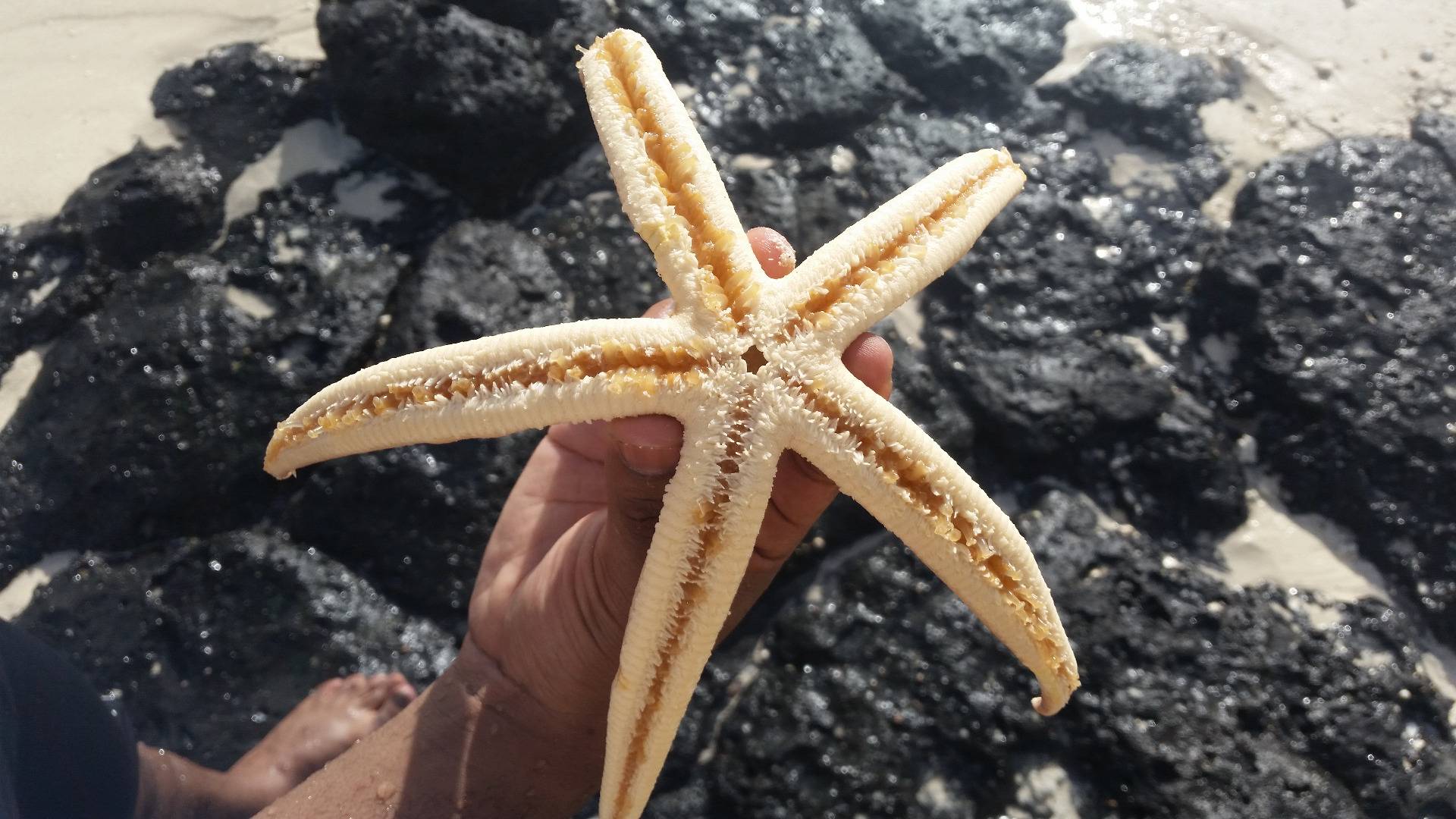 The only place where you can find ENORMOUS starfishes along the beach !!!!!!!!!!!!!!!