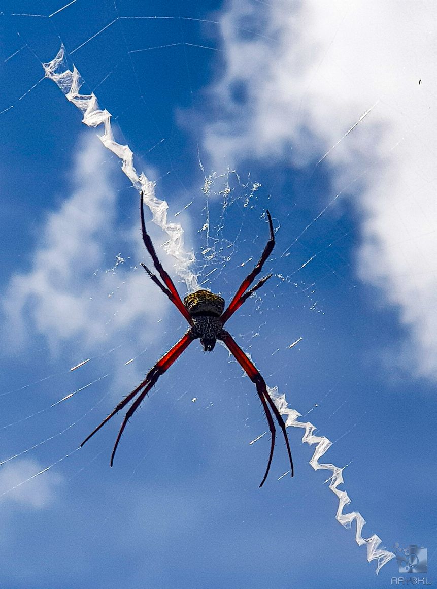 I think these are called banana spiders