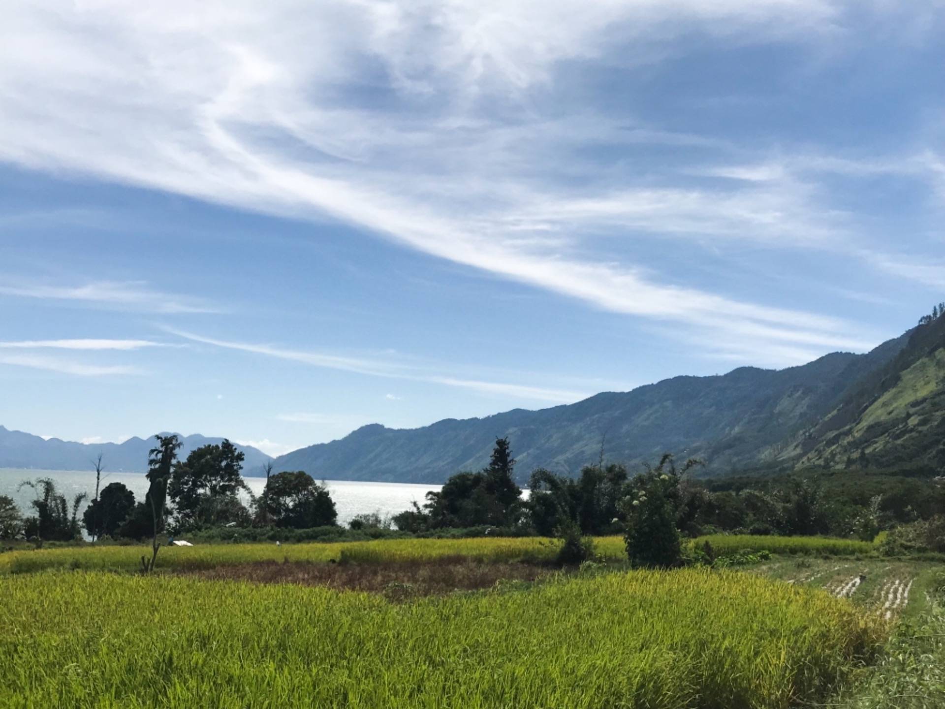 The Lake and The Rice Field