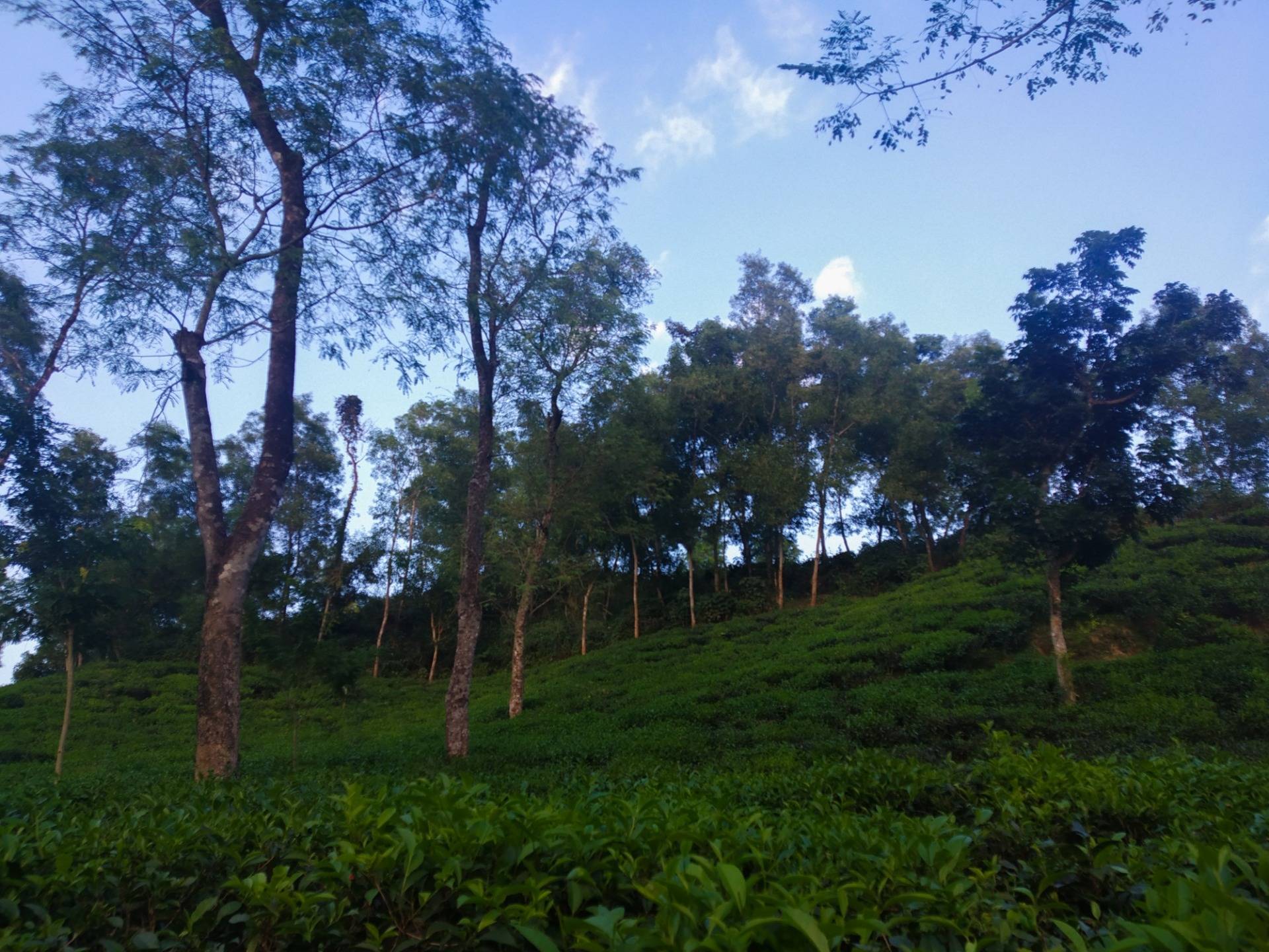 Lakkatura Tea Garden, Bangladesh || Closer to Nature