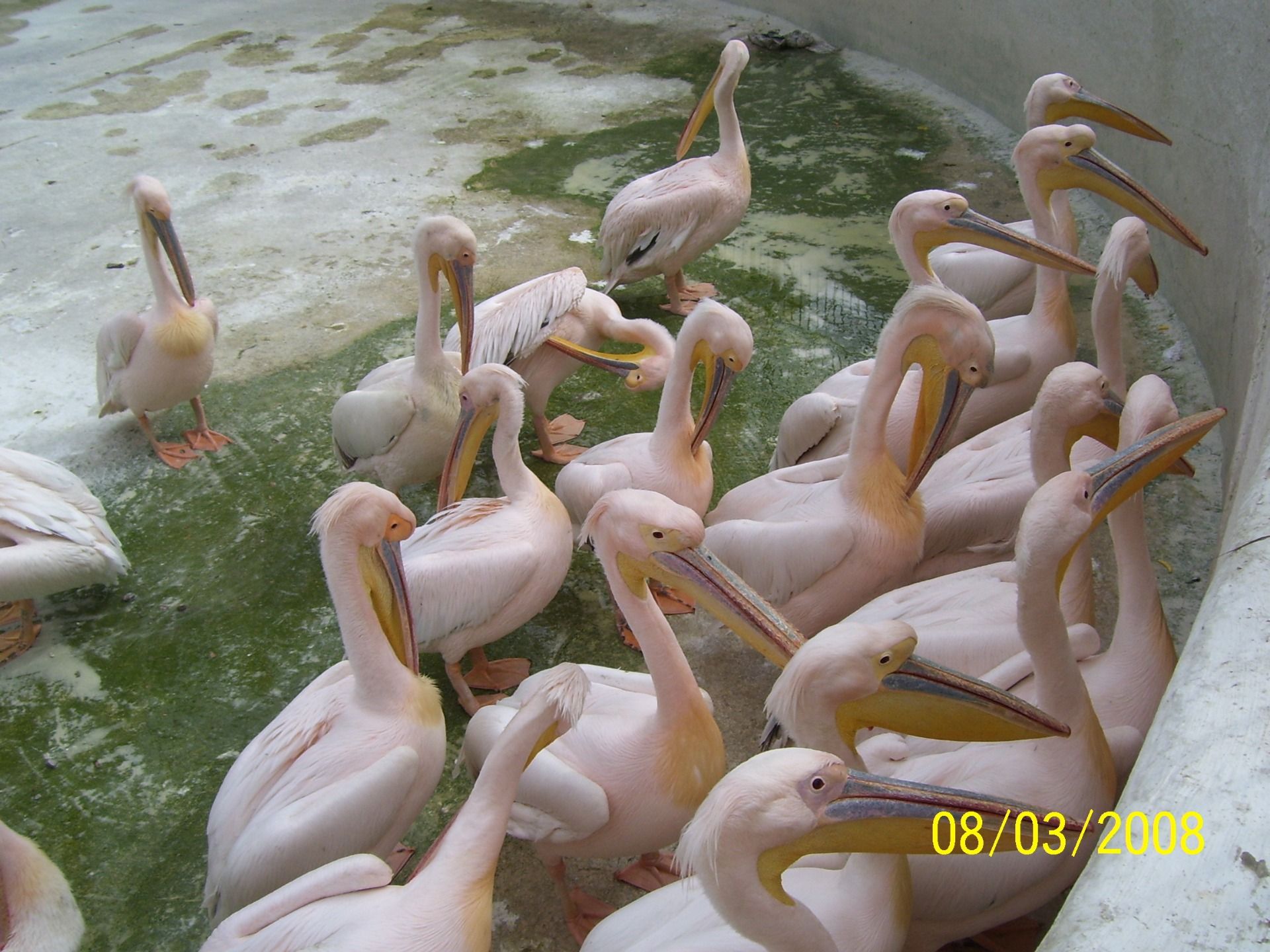 My First visit to Giza Zoo: 2008