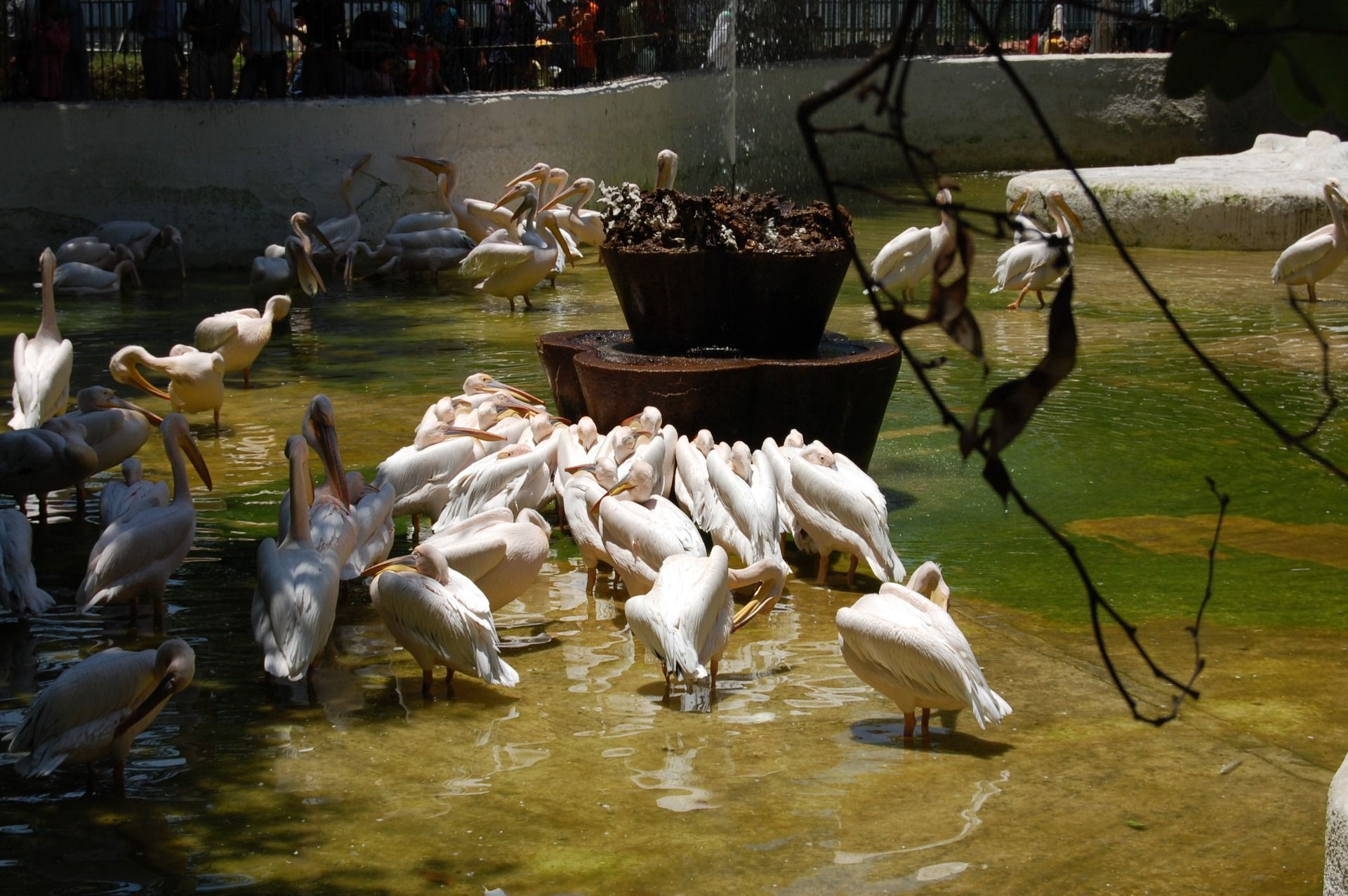 A whole new experience at Giza Zoo in 2008