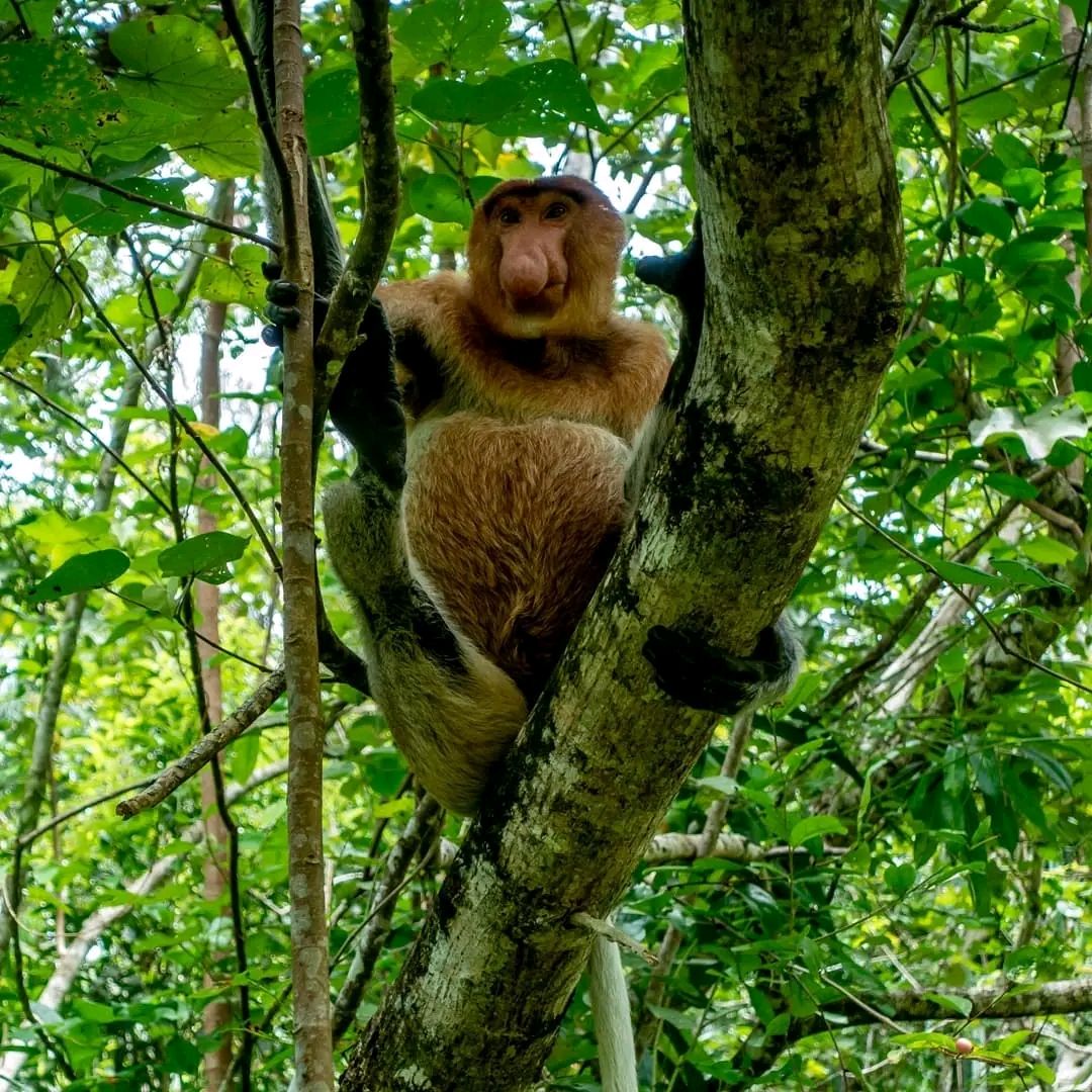 Swinging Through The Jungle Book