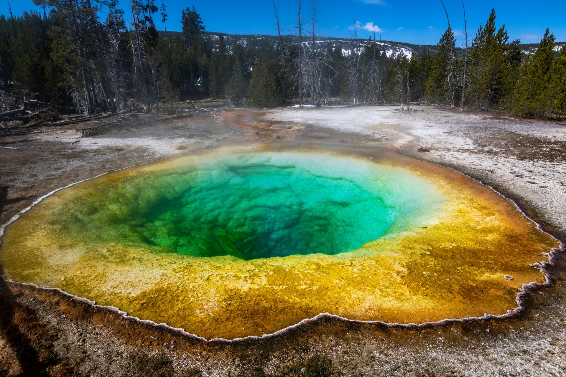 Ein Tag im Yellowstone – Bisons, blubbernde Vulkane und ein Sandwich zum Finale
