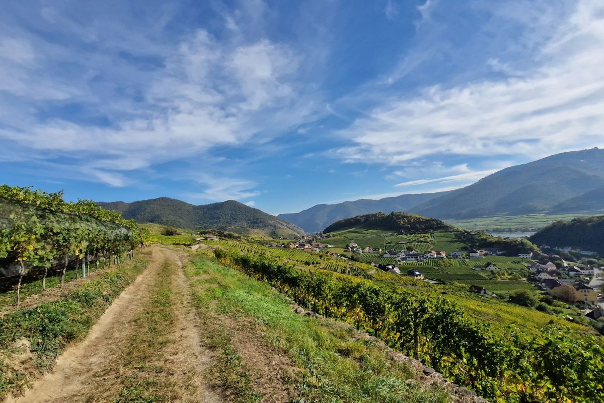 Walking around the Setzberg in Spitz (Lower Austria)