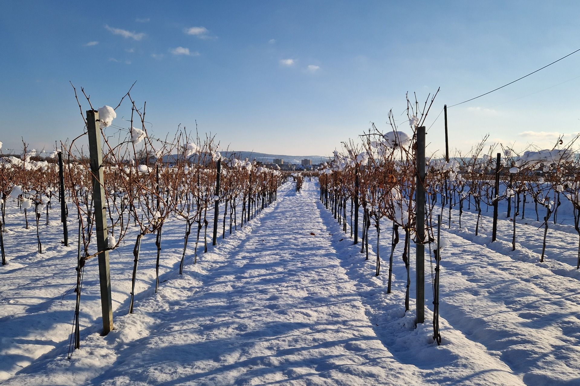 Vineyards