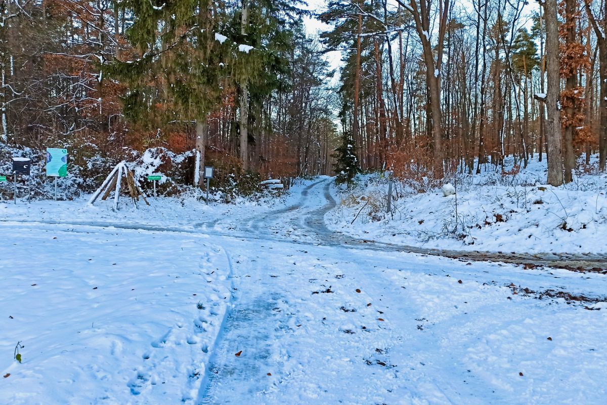 Drosser Wald