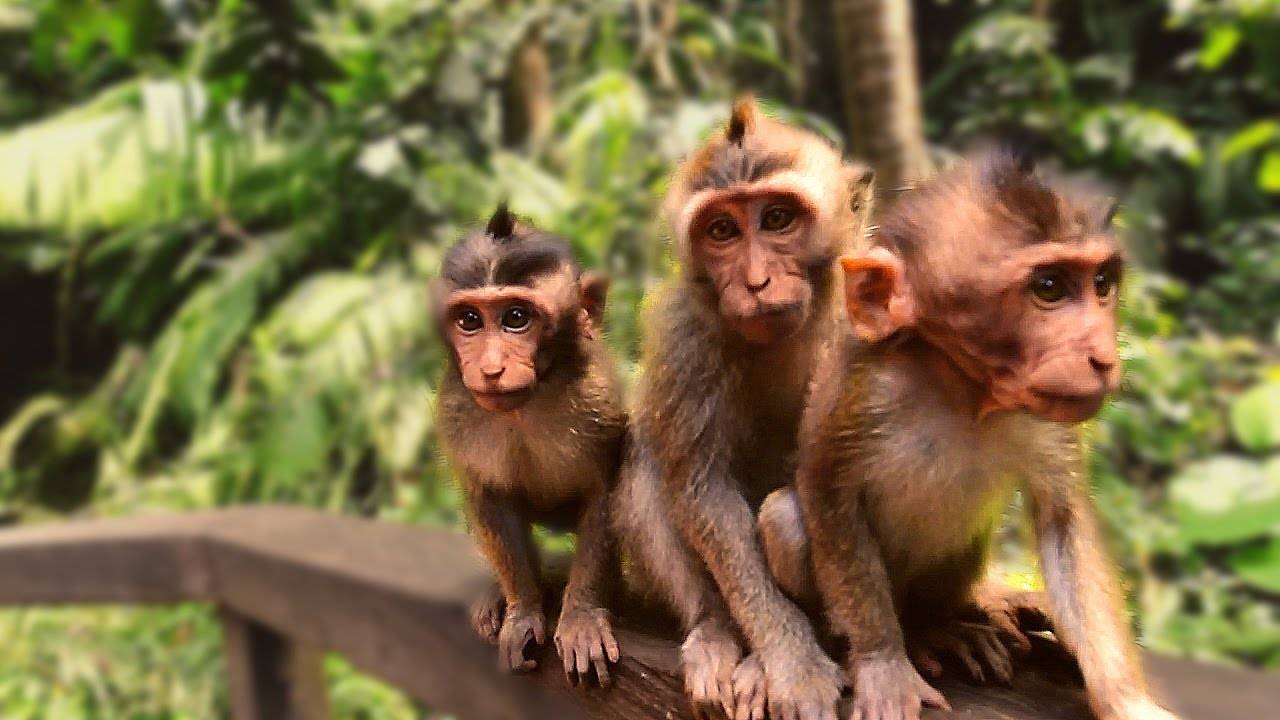 Travelogue S18 , Bali- 05 - The monkey forest of Ubud