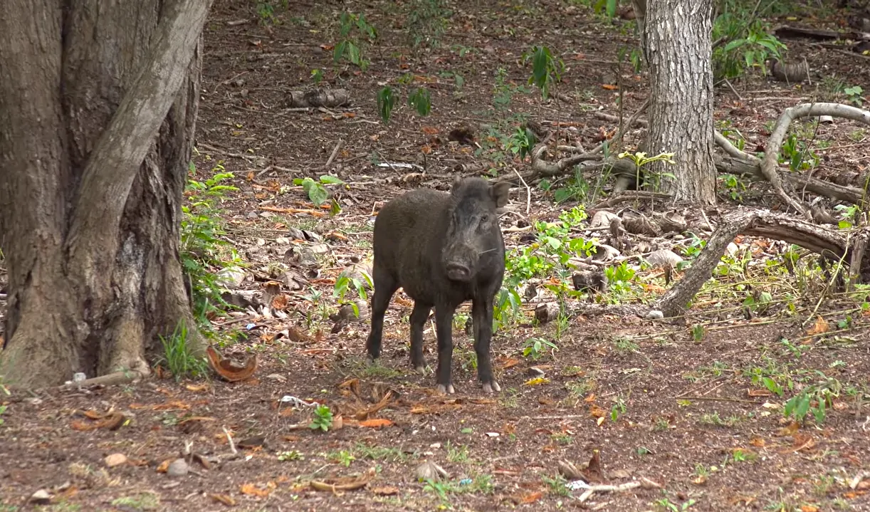 On this island, I also saw a wild boar             