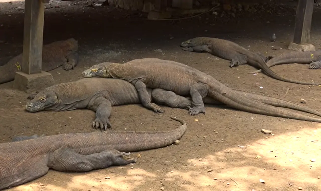  Komodo dragon sleeping                  