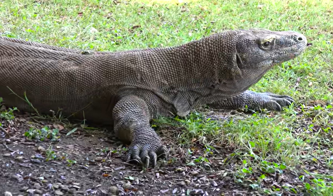  Komodo dragon                  