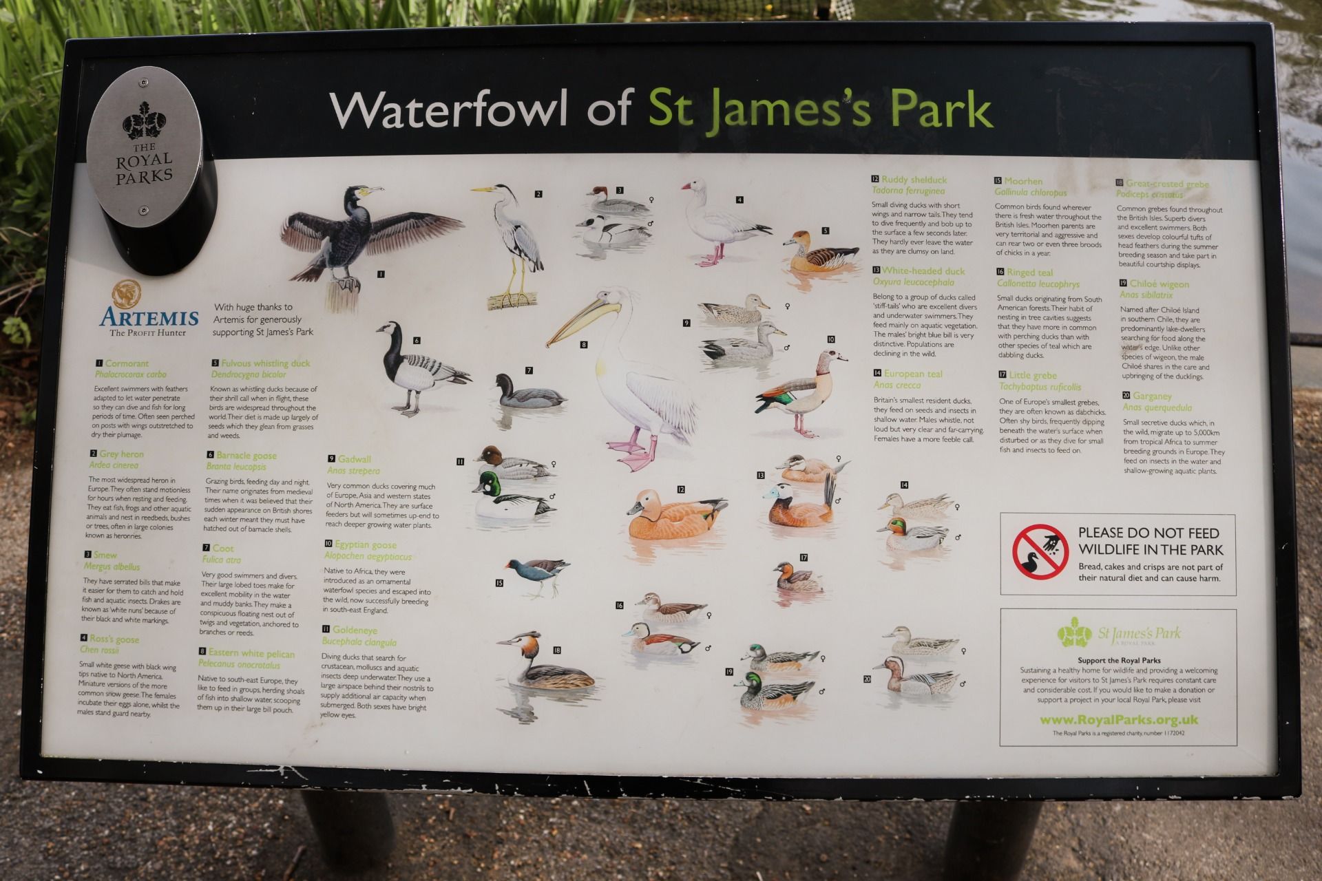 Learn about the species in the park