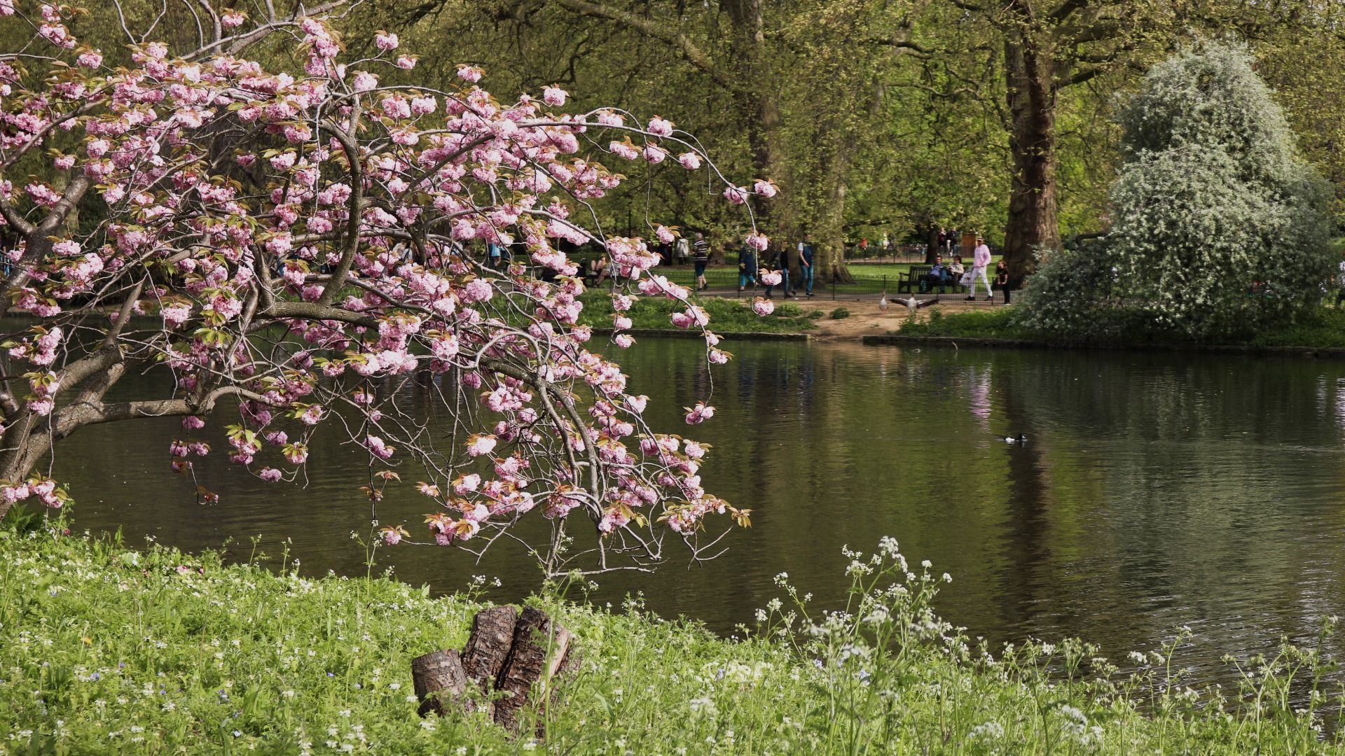 A visit to St. James Park by the Buckingham Palace