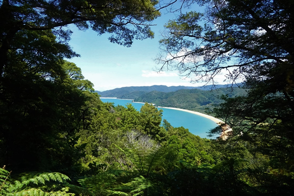 Lush rainforest and gold beaches at Abel Tasman