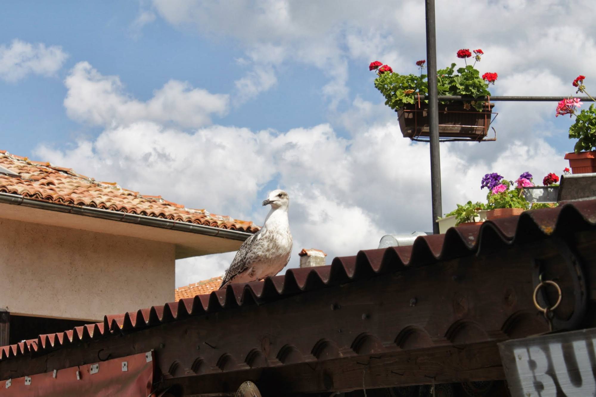 On the roof of the house are flowers and ... a seagull