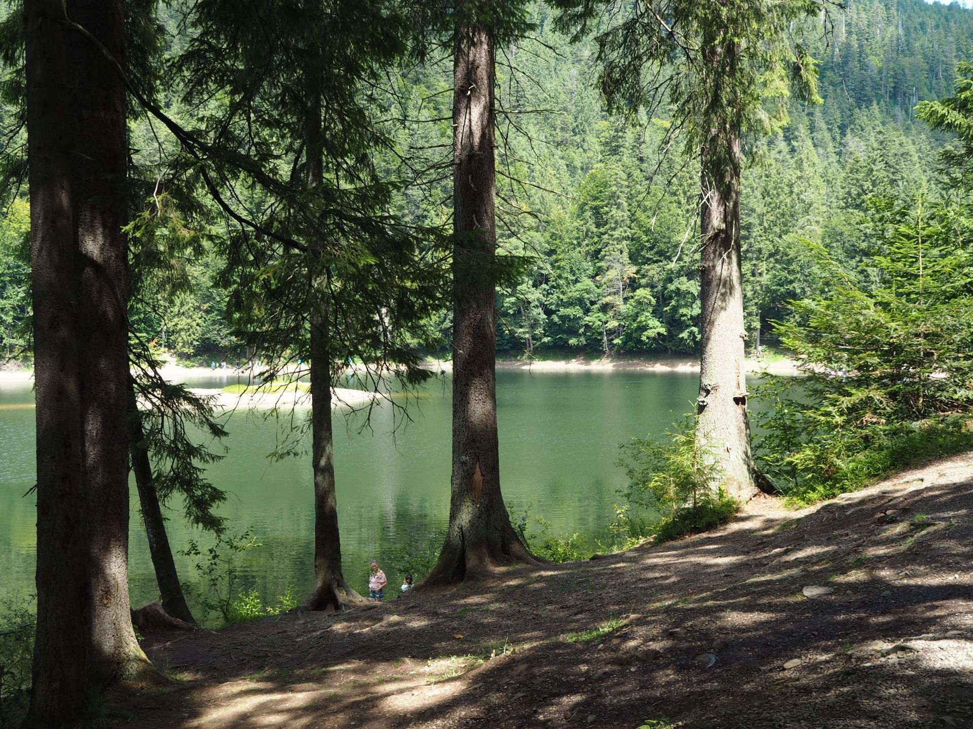 Huge Carpathian fir trees on the shore of Synevyr