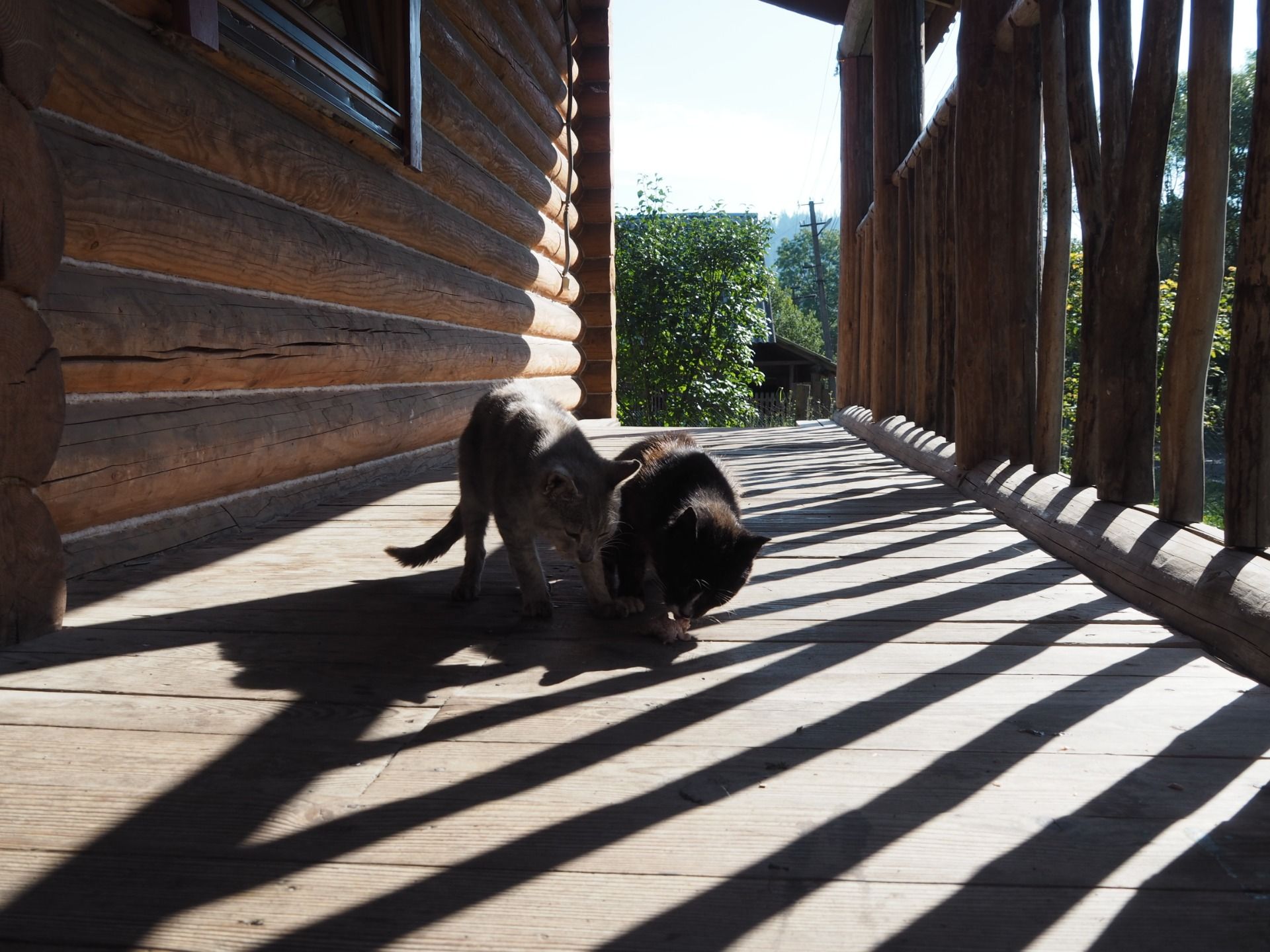 Two cats met us on the porch of a rented estate