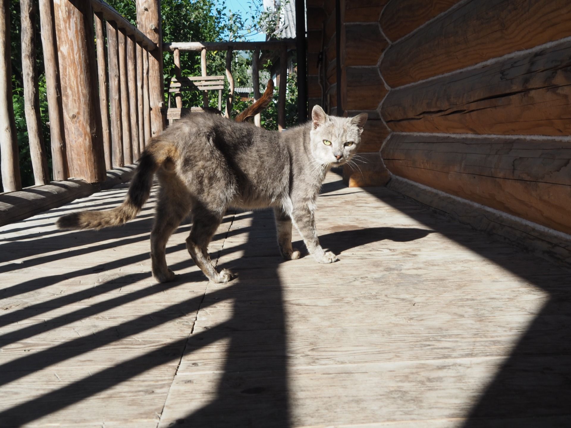 It looks like this cat is not very happy to see us