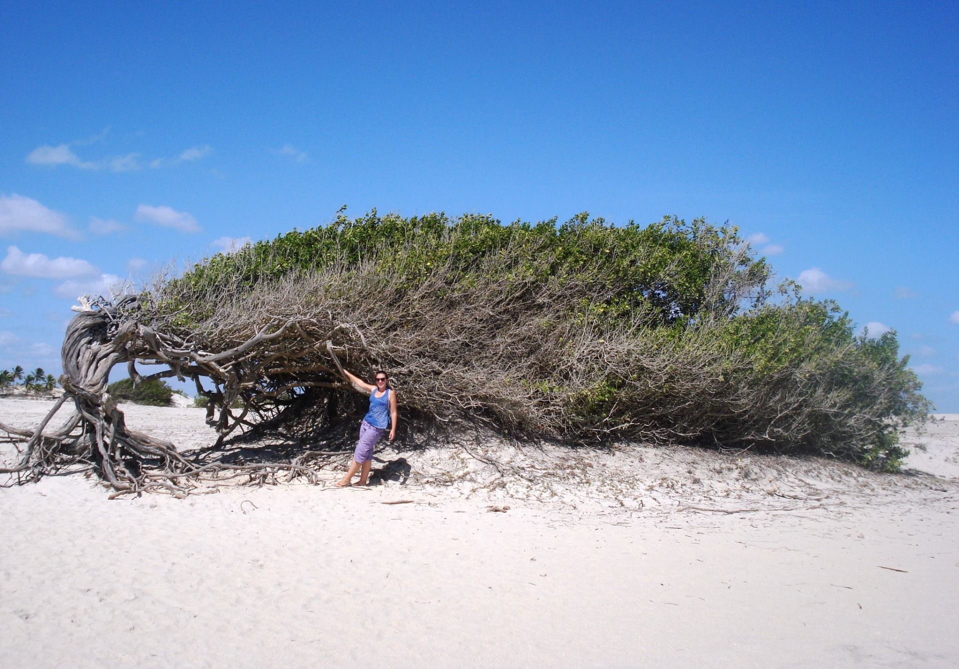 The strange forms of nature