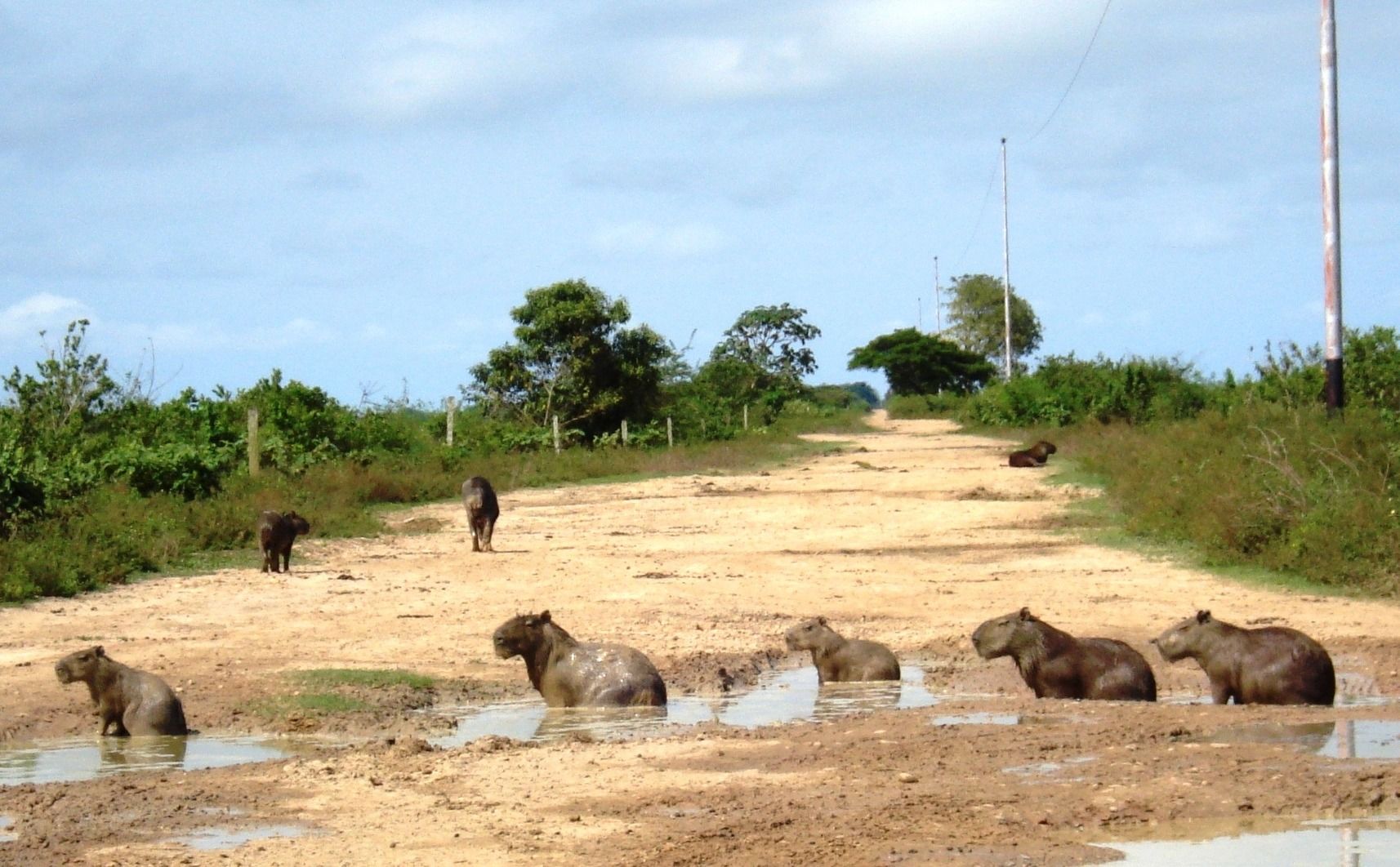 El Cedral, an extraordinary wildlife refuge in The Plains of Venezuela
