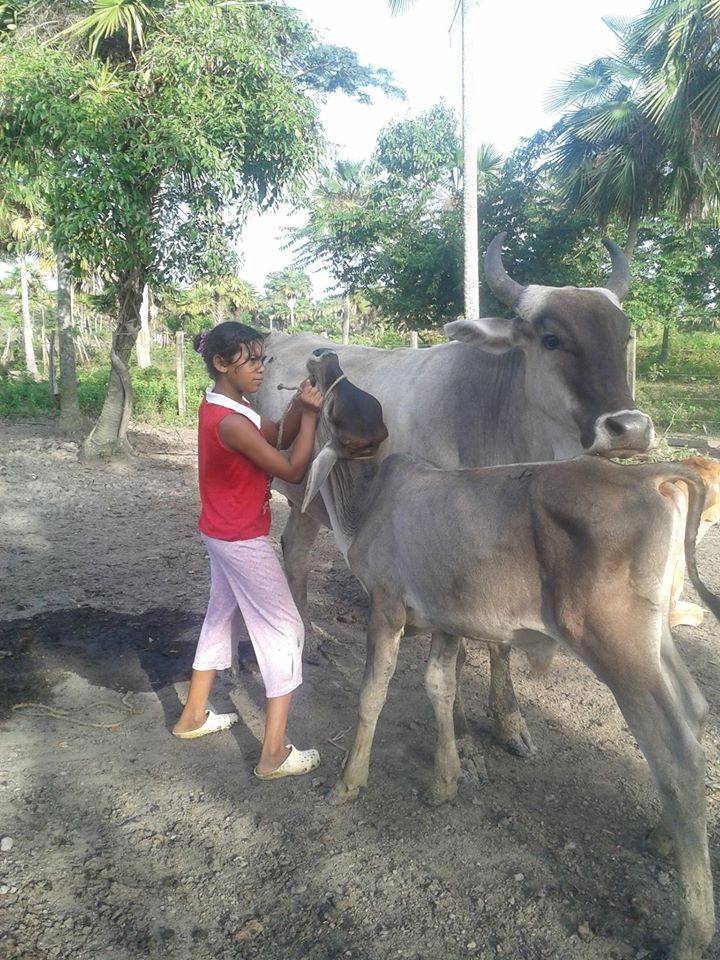 12-year-old girl tying up the calf for milking