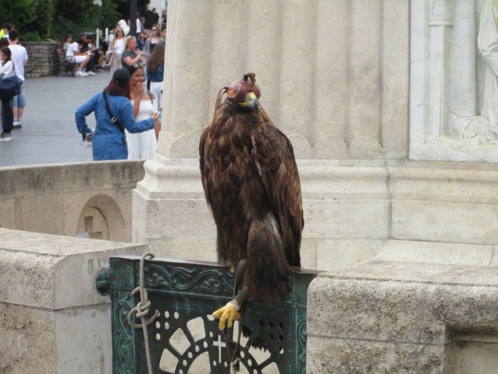 I felt very bad for this eagle, they tied him up and put a leather bandage over his eyes. Very sad, I really wanted to free him, but unfortunately I couldn’t.