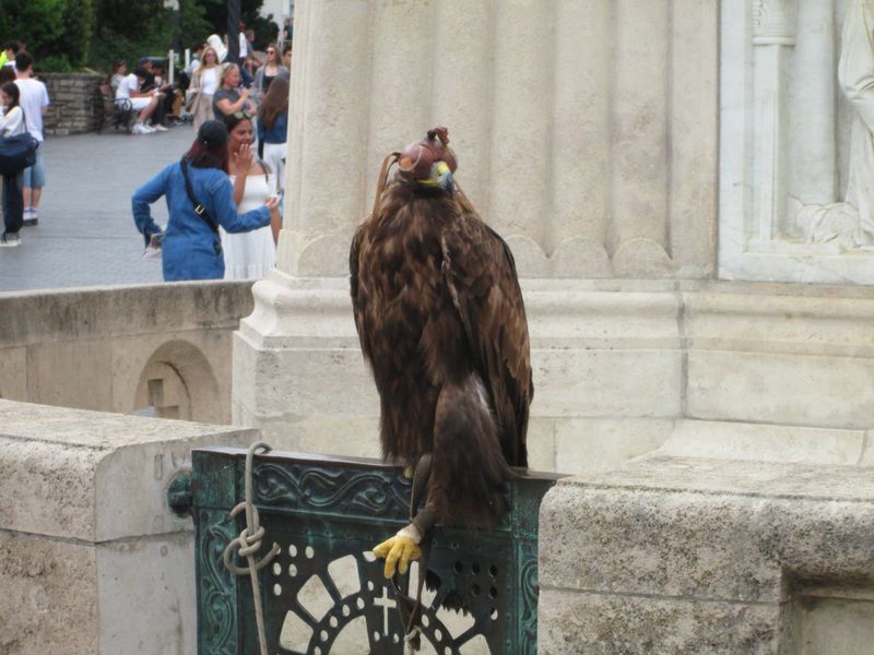 I felt very bad for this eagle, they tied him up and put a leather bandage over his eyes. Very sad, I really wanted to free him, but unfortunately I couldn’t.