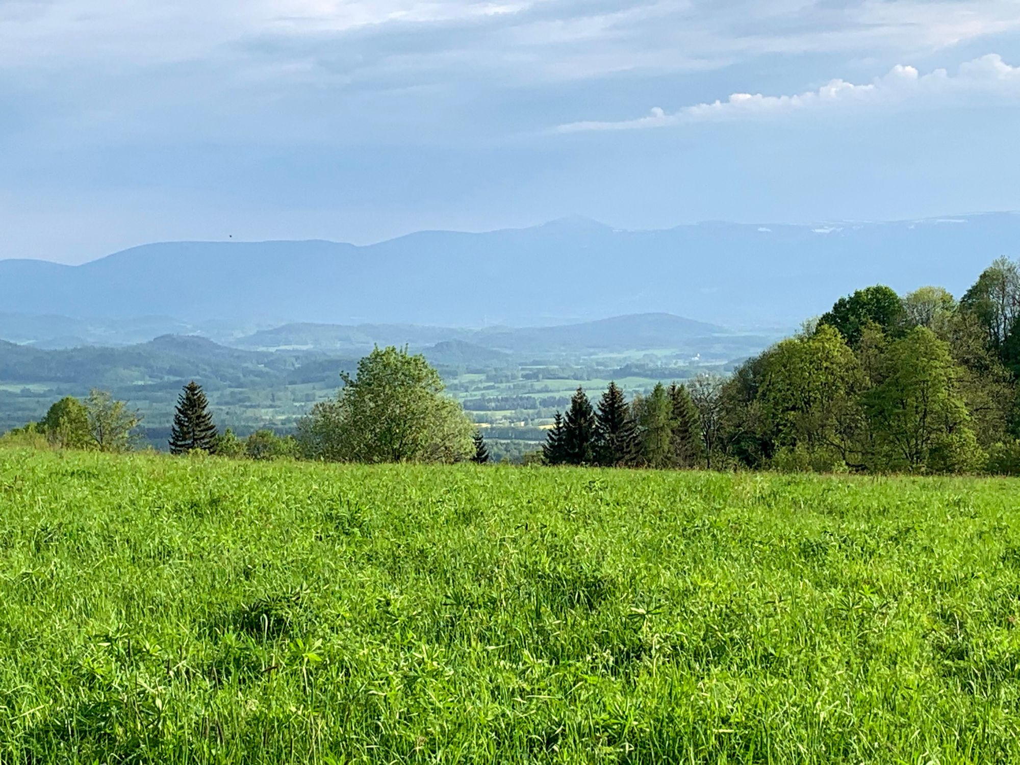 Widok ze szlaku z Komarna, w oddali Śnieżka