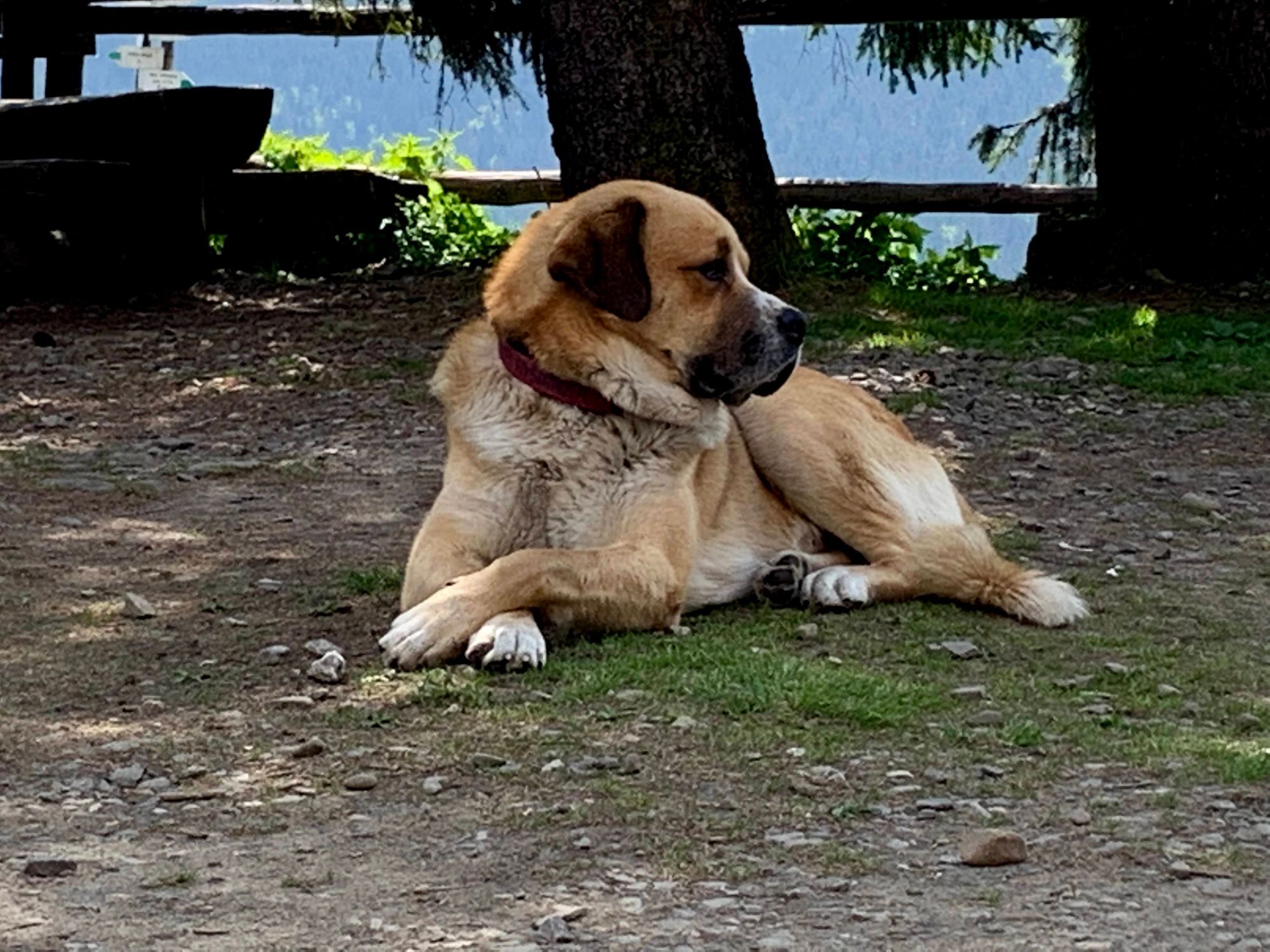 Gospodarz schroniska na Rysiance