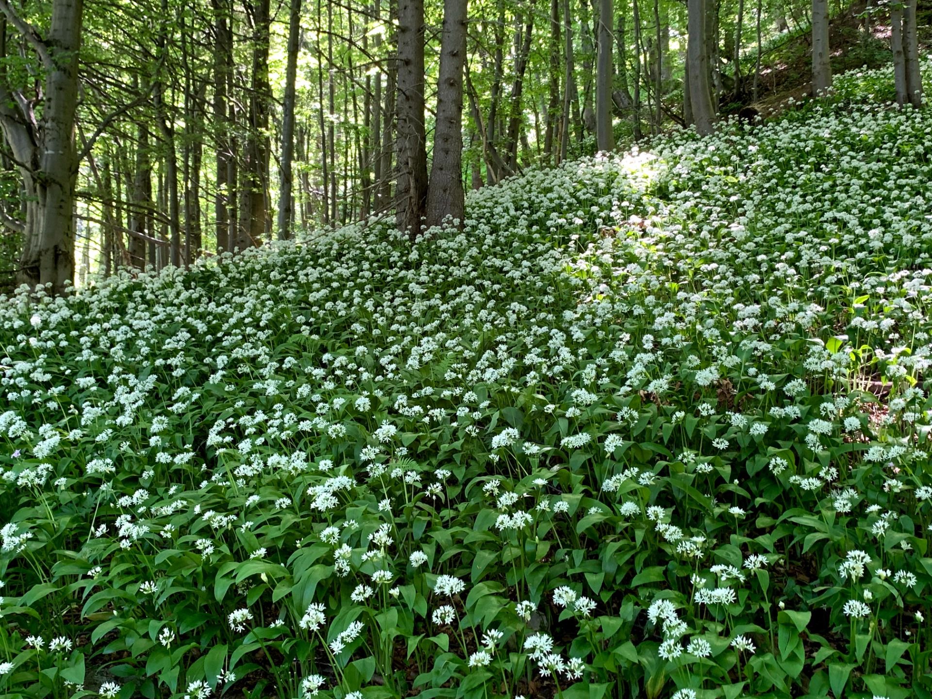 Czosnek Niedźwiedzi, okolice Fickowych Rozstajów