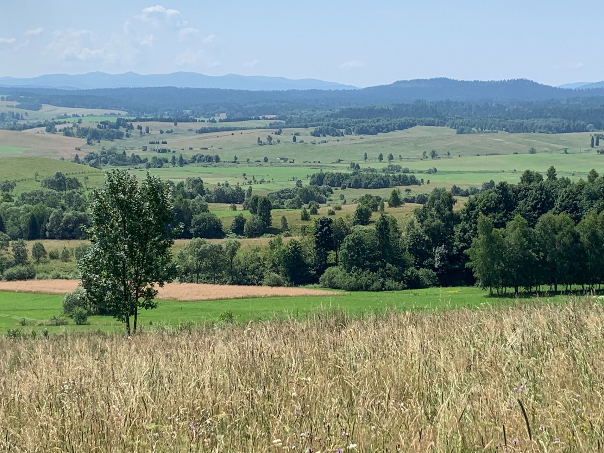 Widok na Bieszczady z podejścia pod Jaworniki