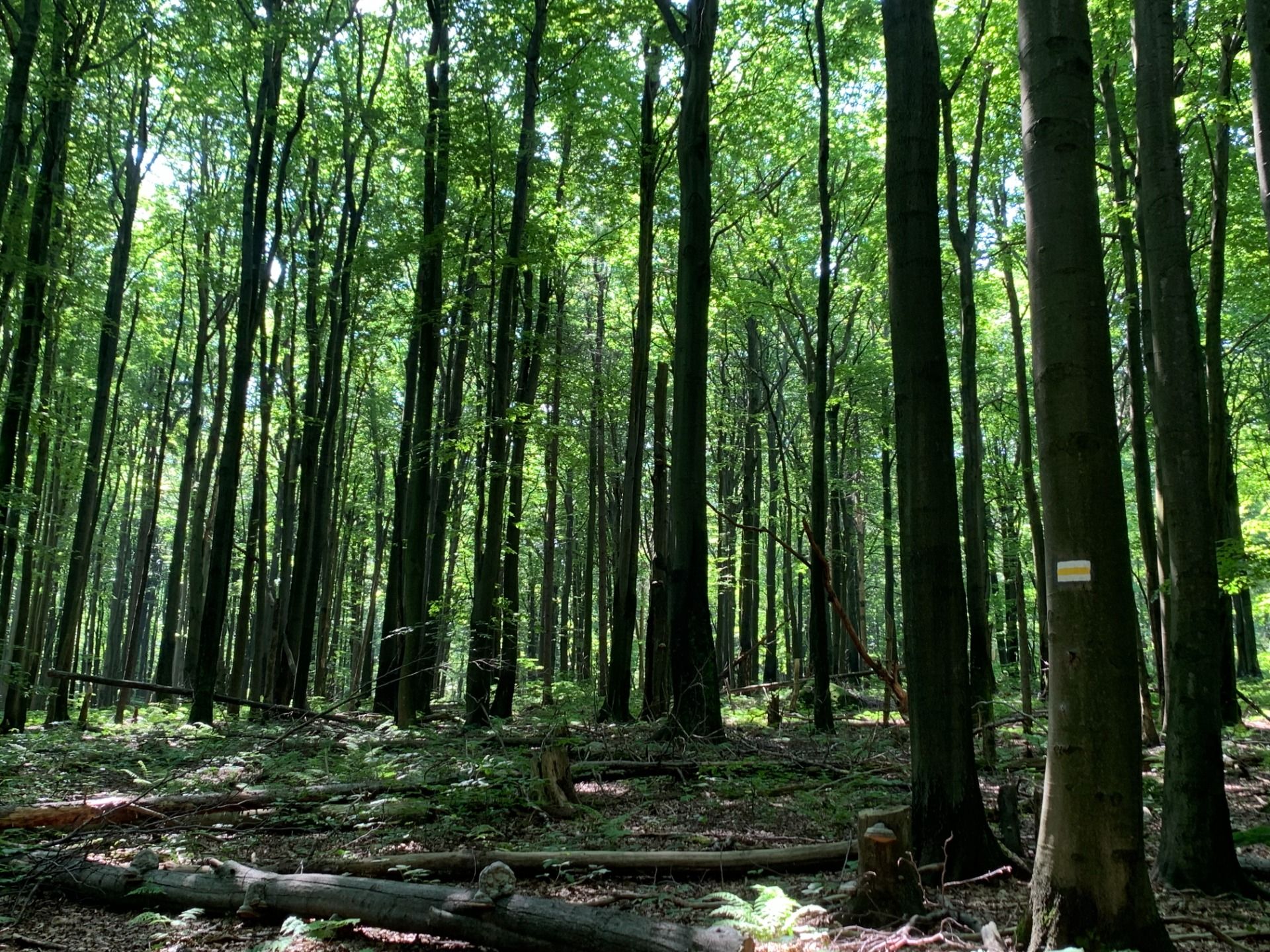 Wątkowa - esencja przyjemności wędrowania. Co robić po drodze w Bieszczady i czym się różni U od Ó.