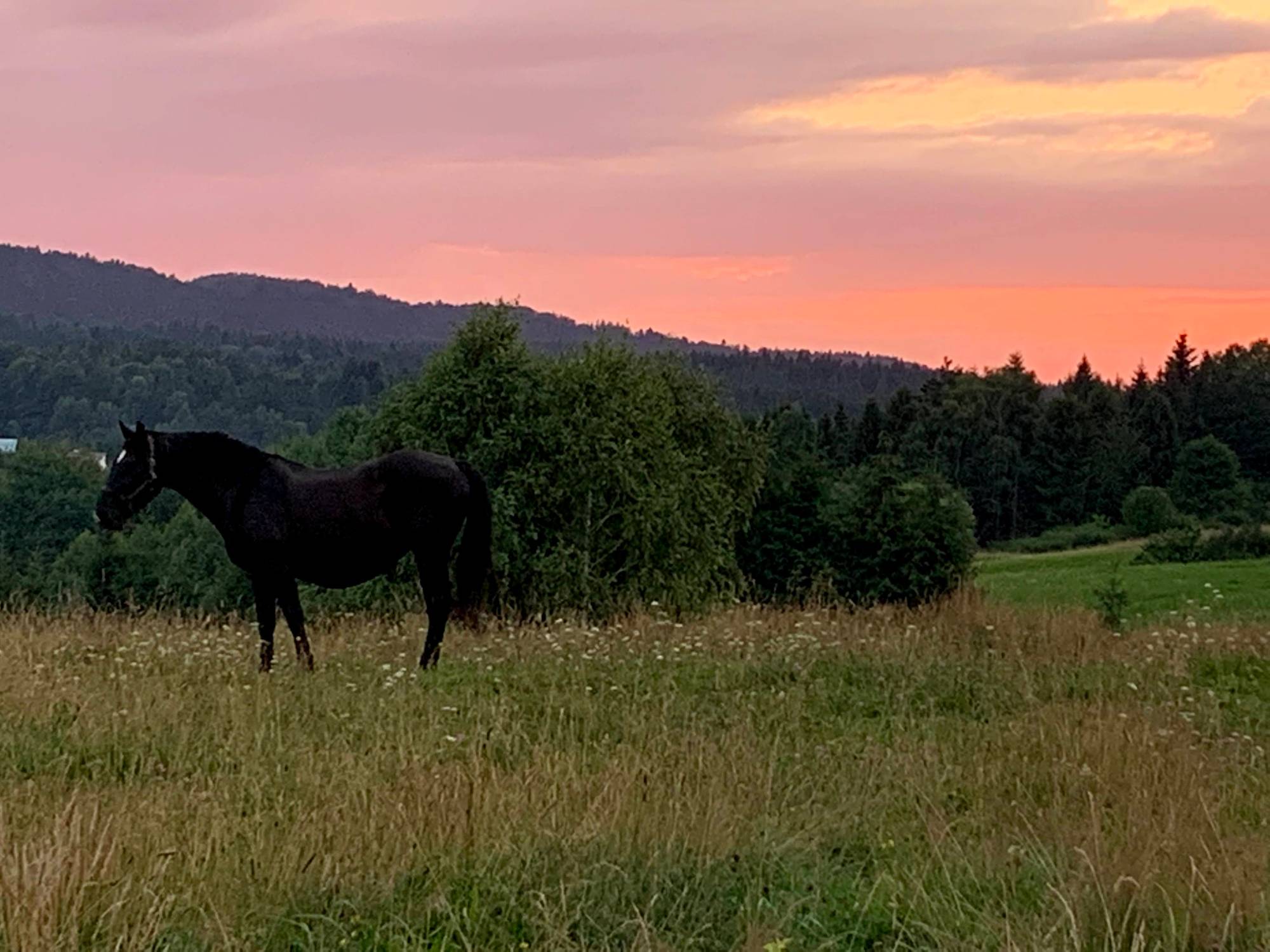 #AroundTheWorld - A black horse on pasture by sunset, Poland (Bieszczady Mts)