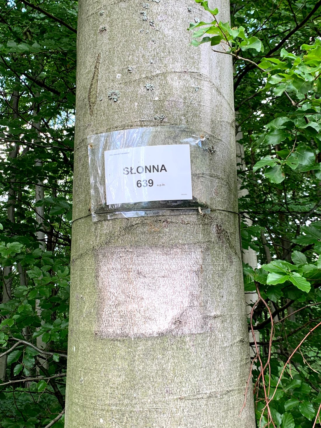 Słonna