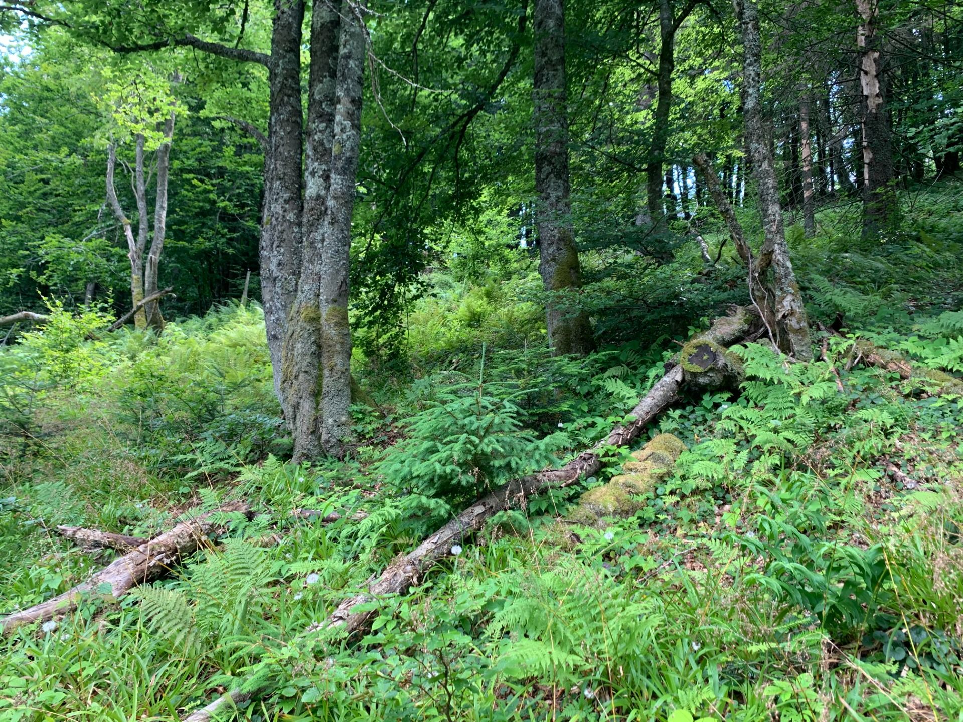 Bieszczady to nie tylko połoniny. Łopiennik